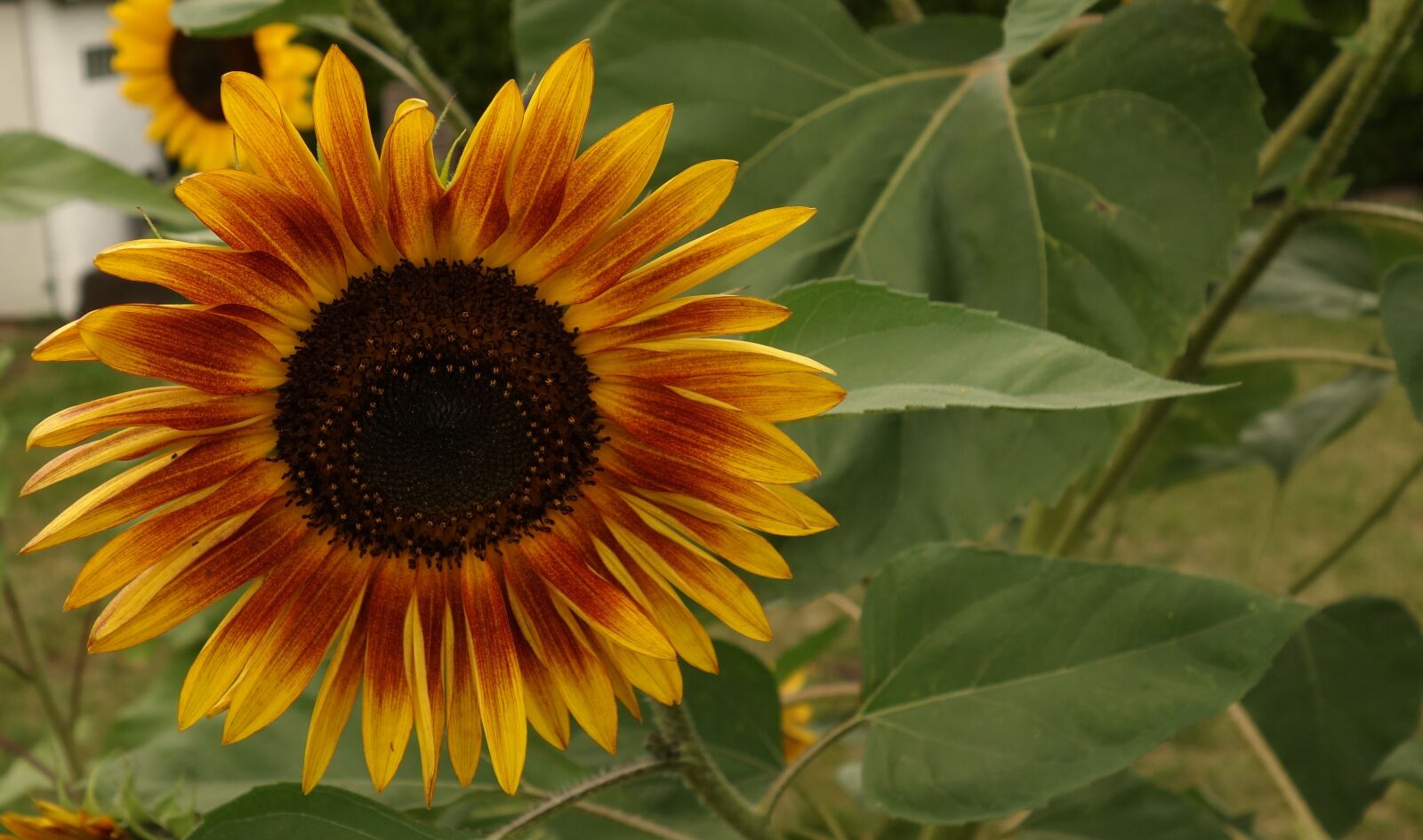 Sony Cyber-shot DSC-RX100 sample photo. Sunflower, blossom, bloom photography