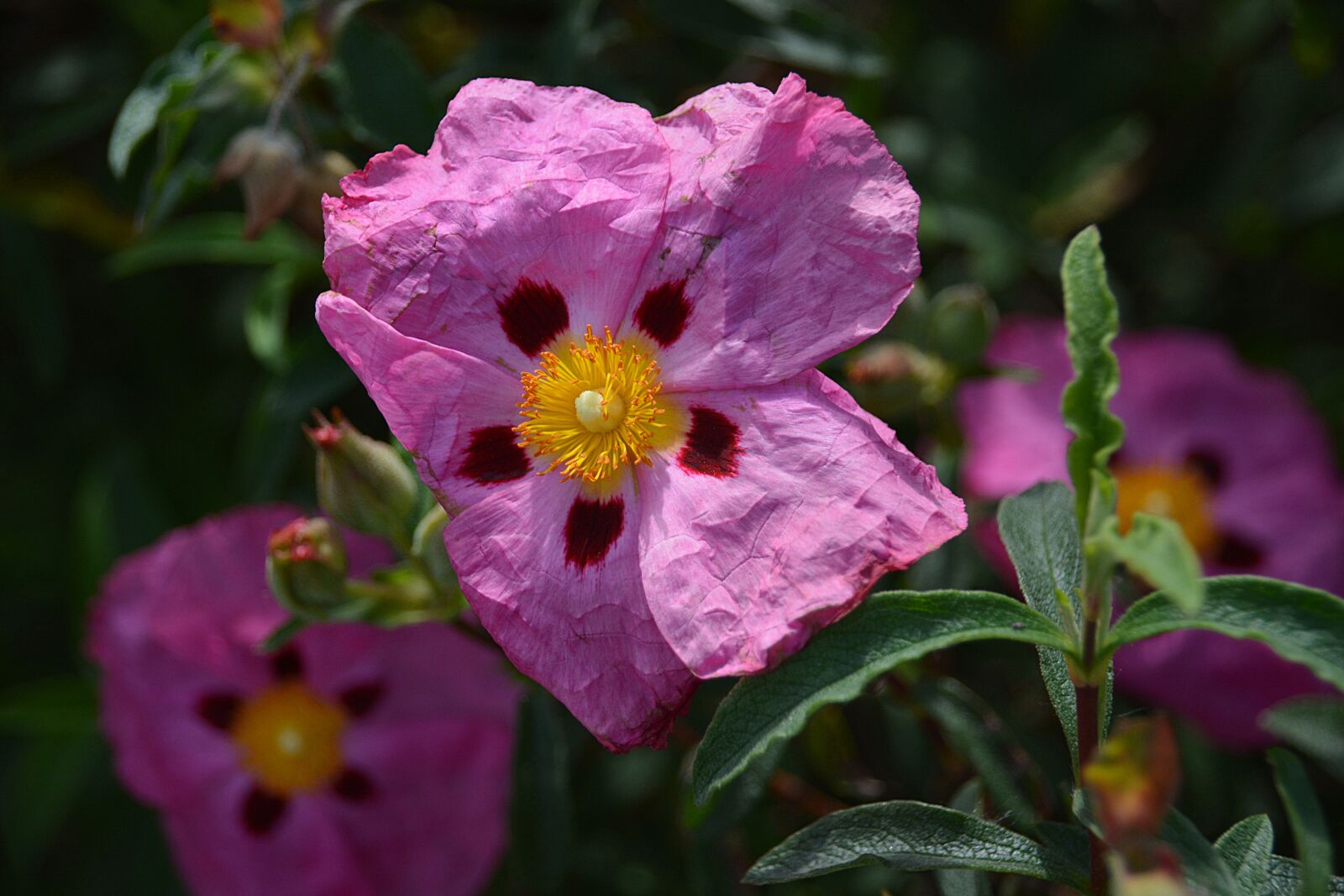 Nikon D5200 sample photo. Flower, eglantine, thorns photography
