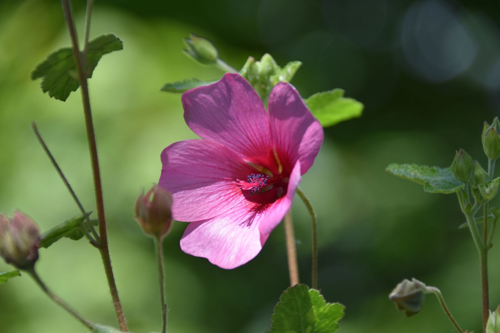Nikon D5600 sample photo. Flower, flower color pink photography