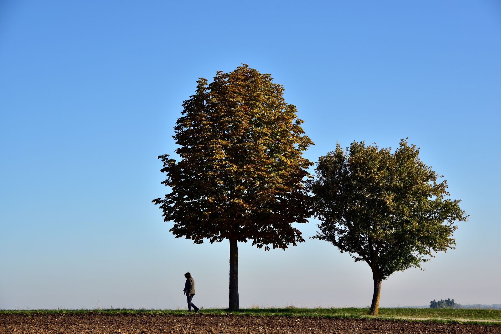 Nikon D750 sample photo. Alone, walk, trees photography
