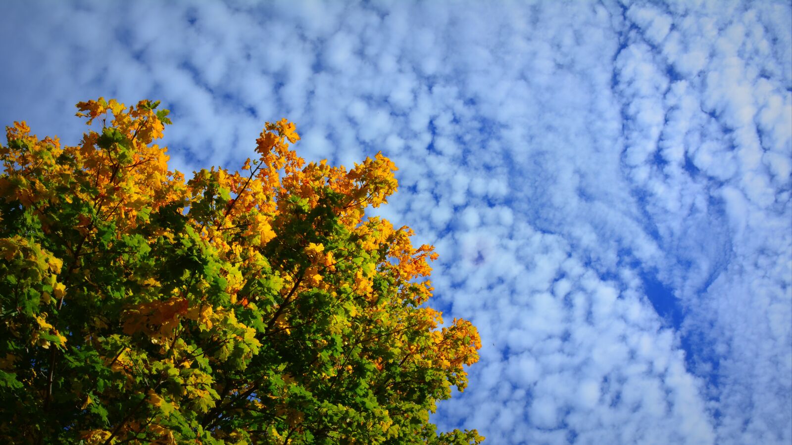 Nikon D5200 sample photo. Autumn, foliage, sky photography