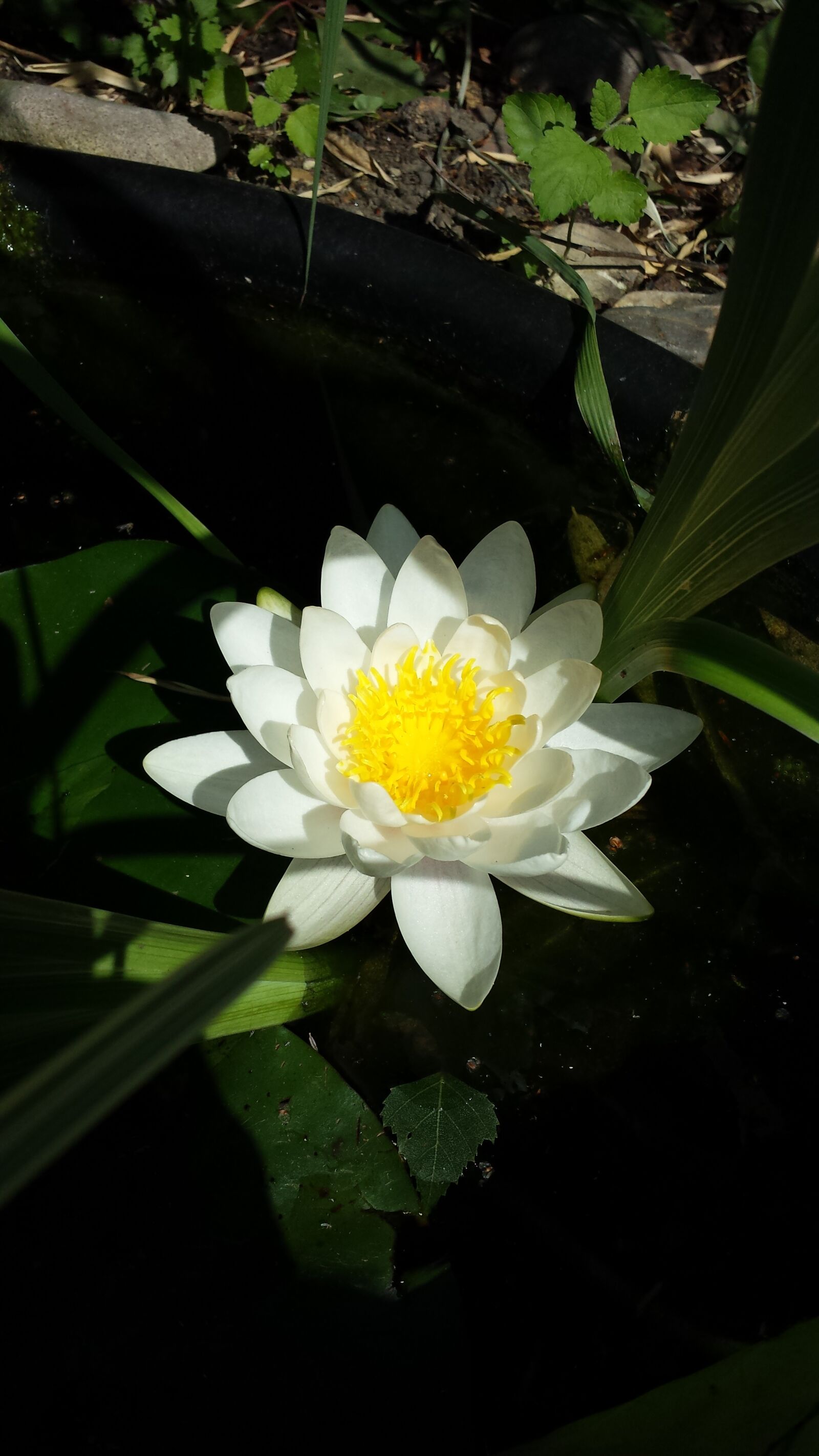 Samsung Galaxy S4 sample photo. Water, lily photography