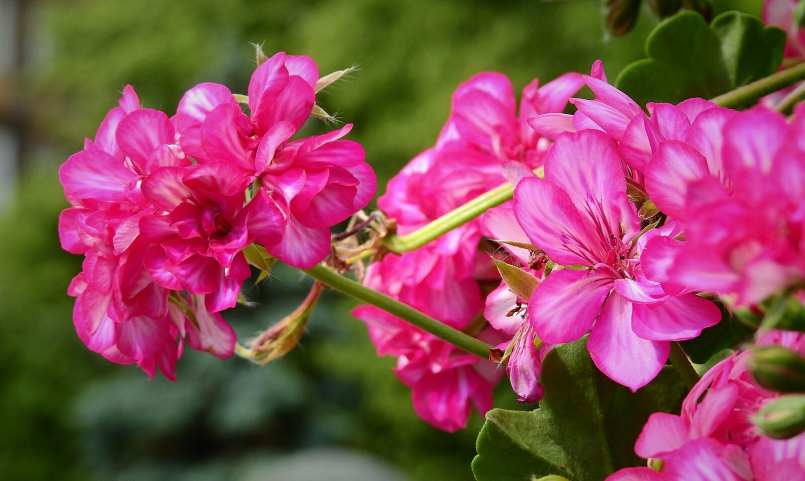 Nikon Coolpix P900 sample photo. Flowers, beauty, nature photography