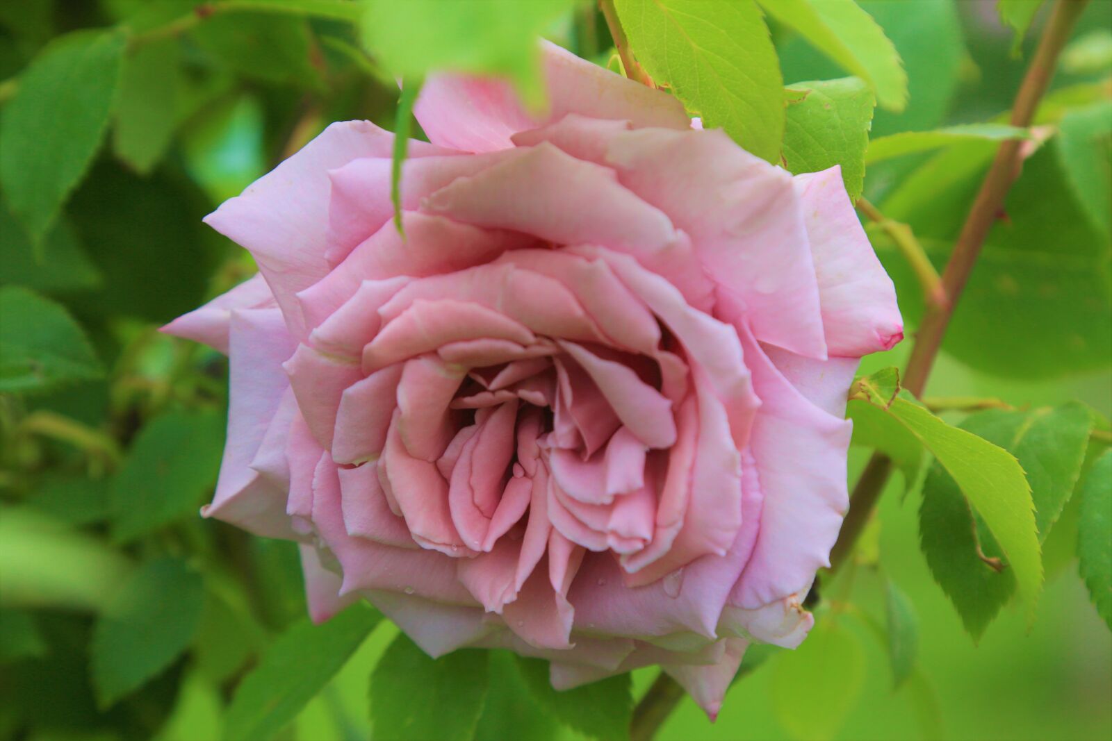 Canon EOS 5D Mark III sample photo. Rose, flower, love photography
