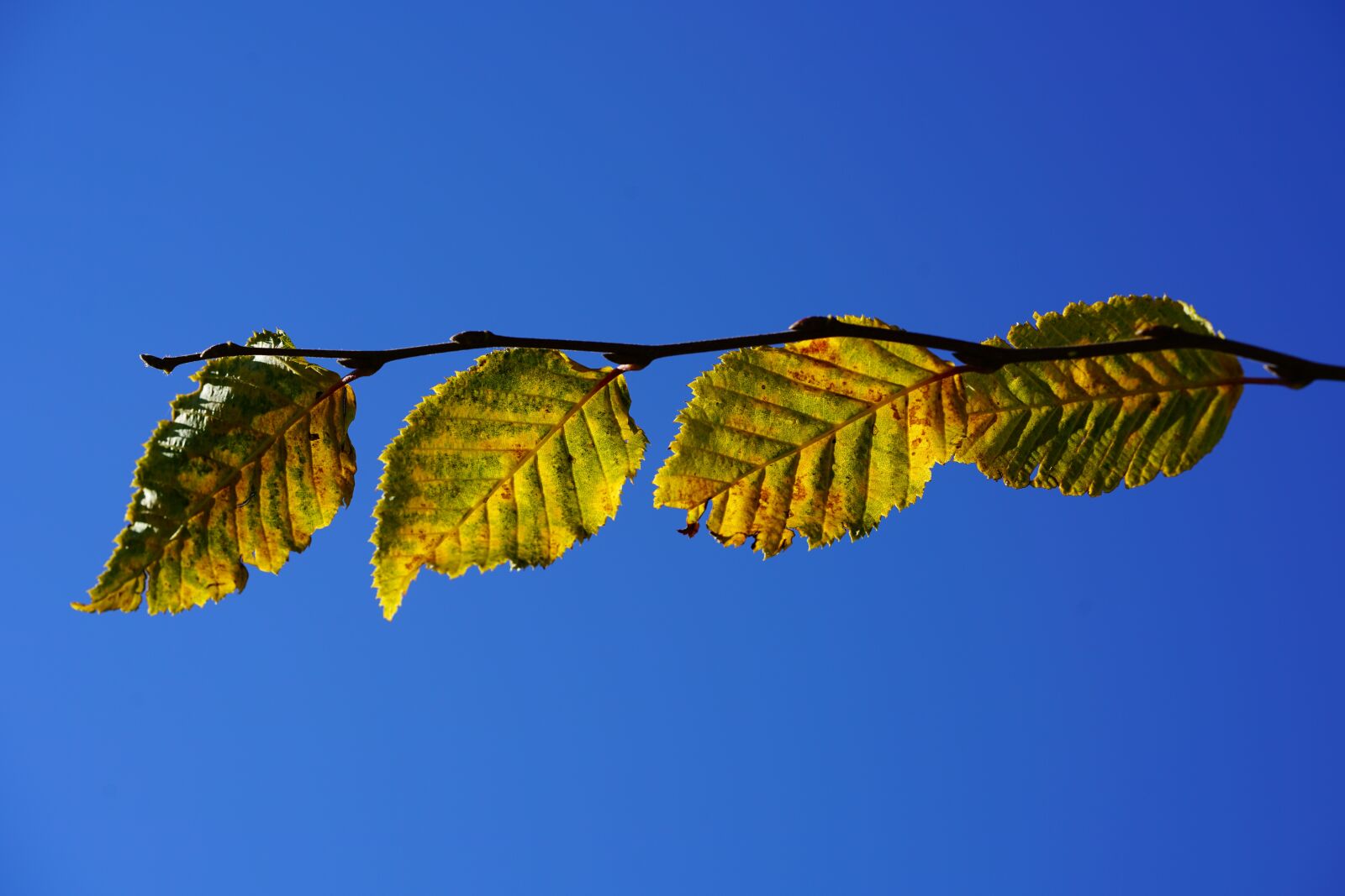 Sony a7R II + Sony FE 90mm F2.8 Macro G OSS sample photo. Leaves, fall color, fall photography