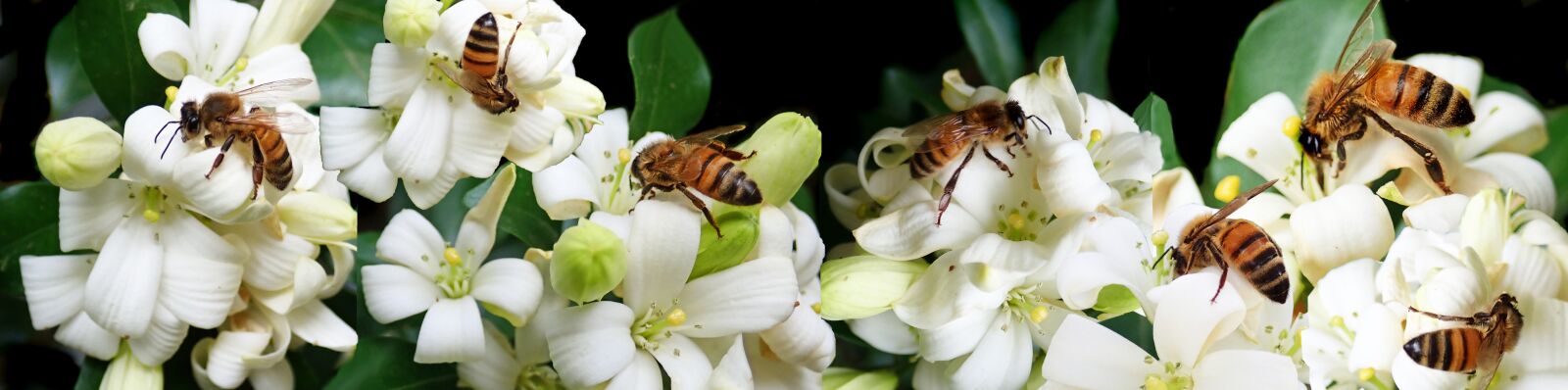 Olympus TG-5 sample photo. Bees, insects, pollen photography
