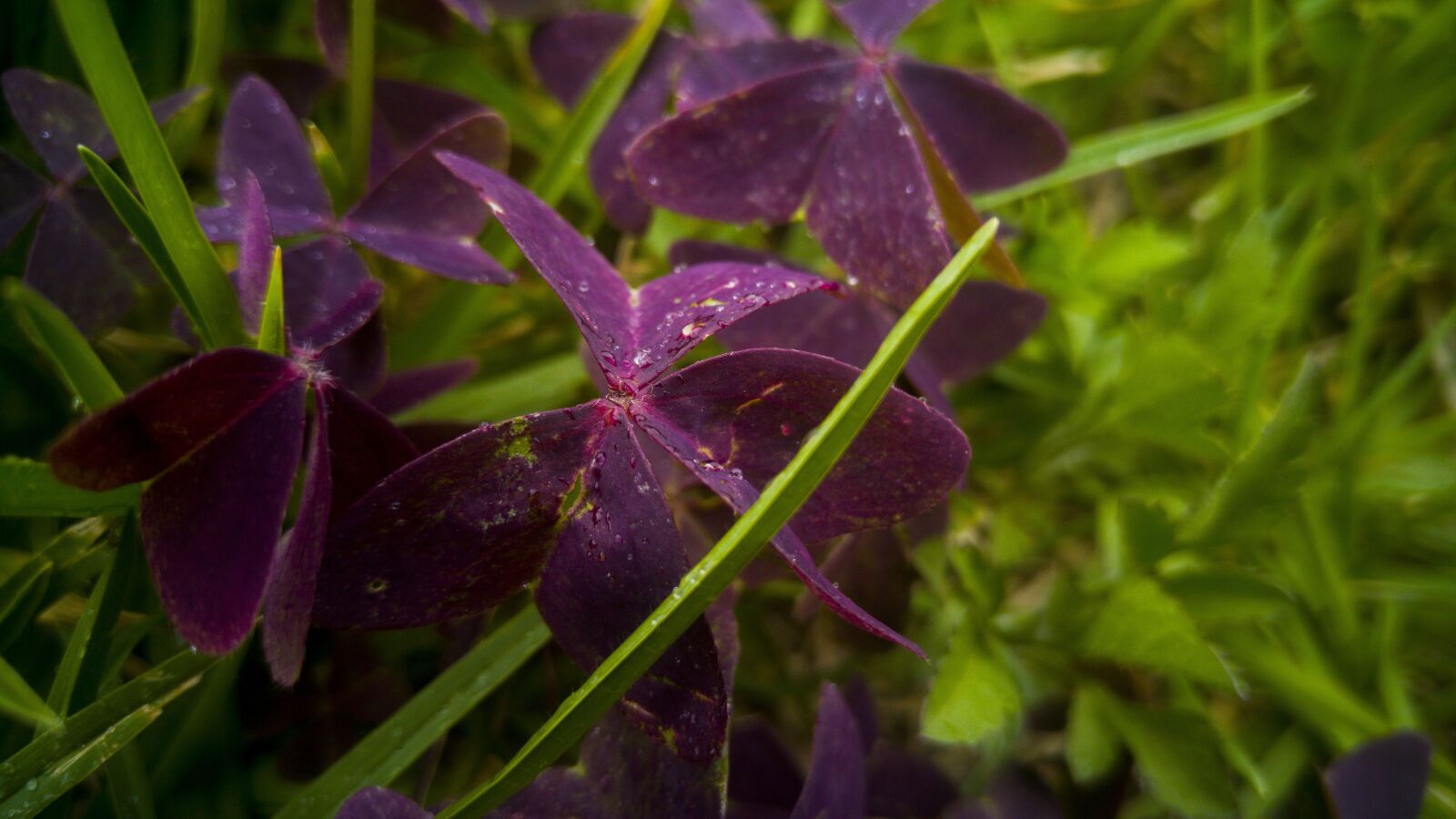 LG G4 sample photo. Trebol purple, nature, flower photography