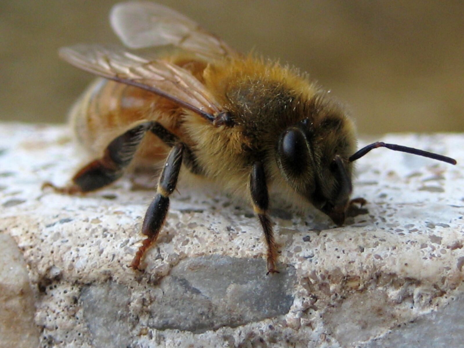 Canon DIGITAL IXUS 70 sample photo. Honey bee, bee, insect photography