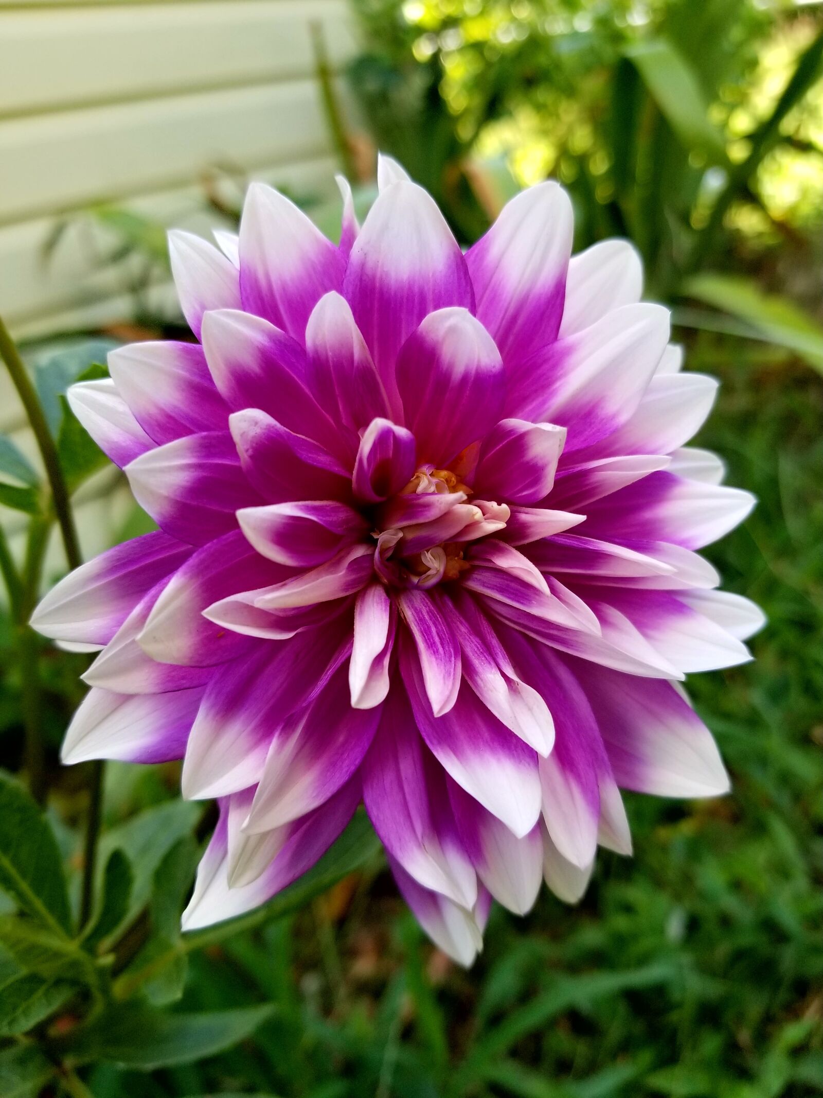 Samsung Galaxy S8+ sample photo. Nature, flower, flora photography