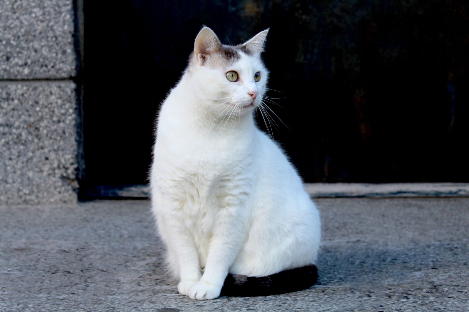 Canon EOS 1300D (EOS Rebel T6 / EOS Kiss X80) sample photo. White, cat, beautiful photography