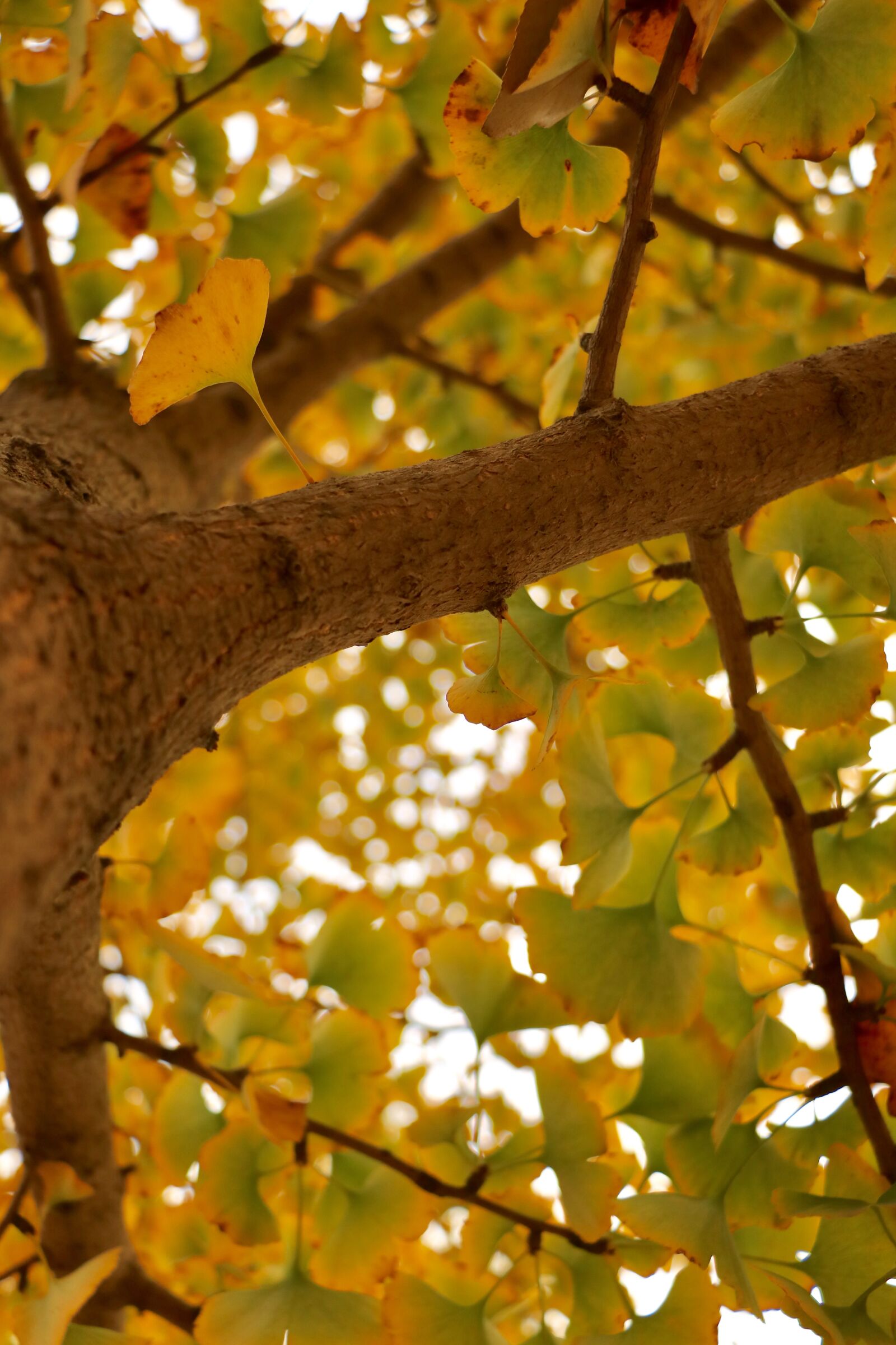 Canon EOS 760D (EOS Rebel T6s / EOS 8000D) sample photo. Sunshine, color, ginkgo photography