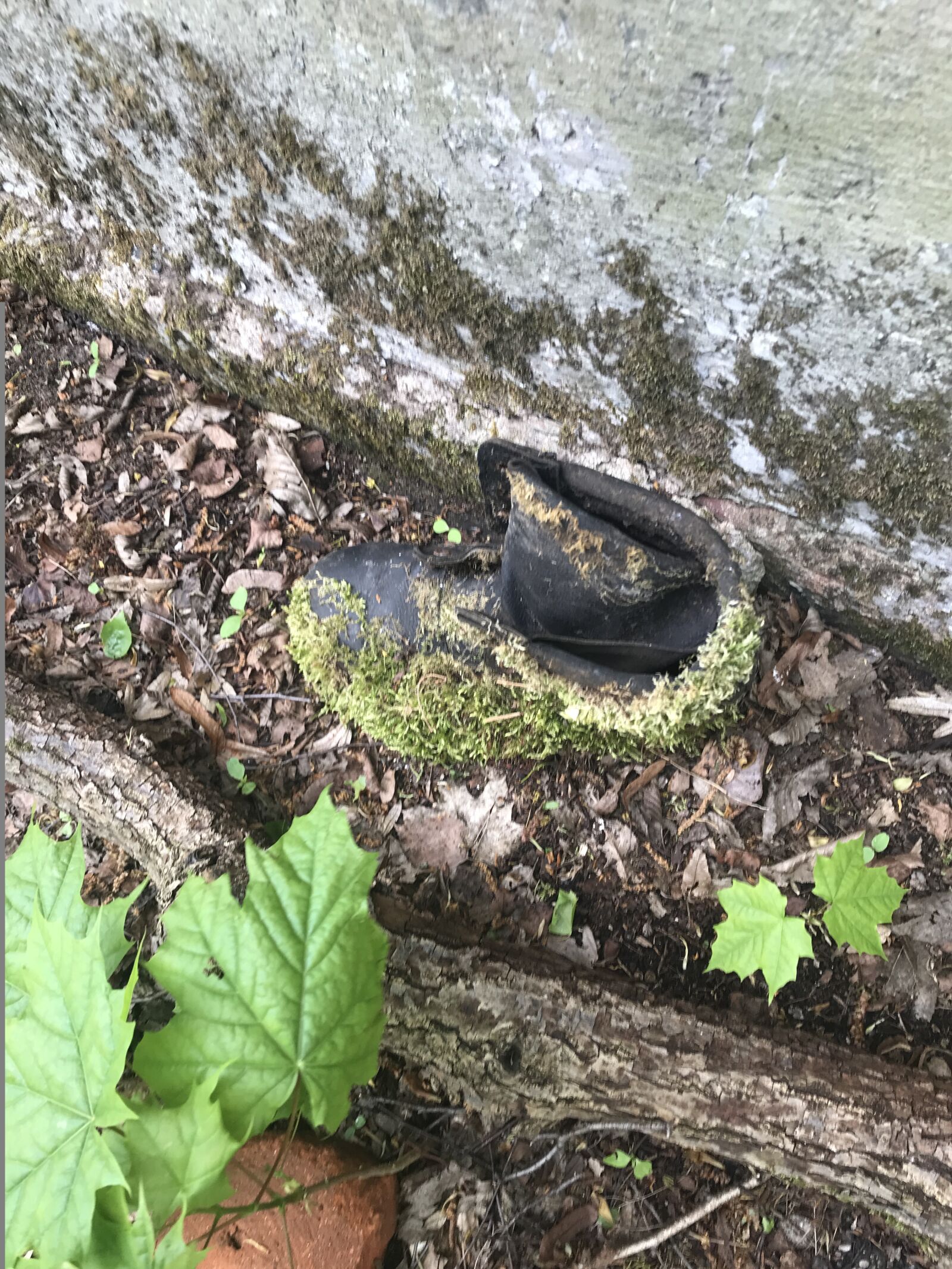 iPhone 7 back camera 3.99mm f/1.8 sample photo. Post apocalypse, moss, boot photography