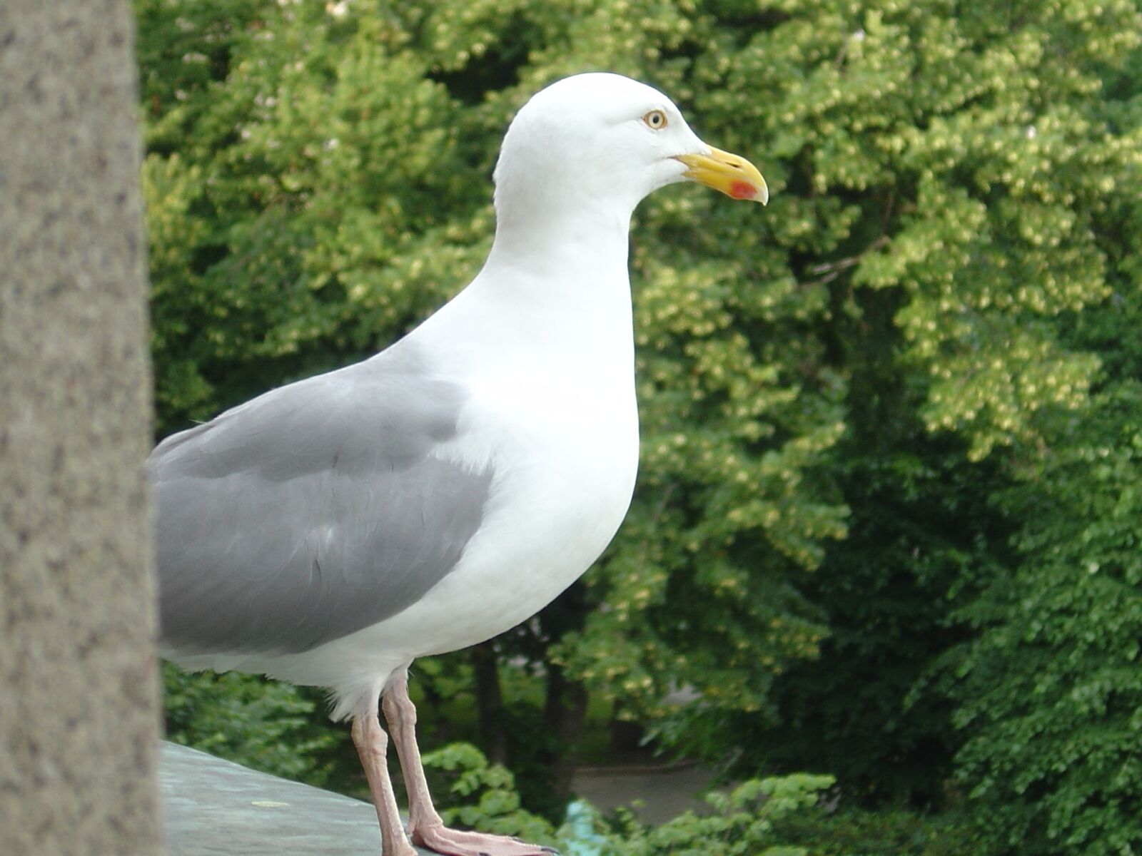 Sony DSC-P10 sample photo. Seagull, bird, close up photography