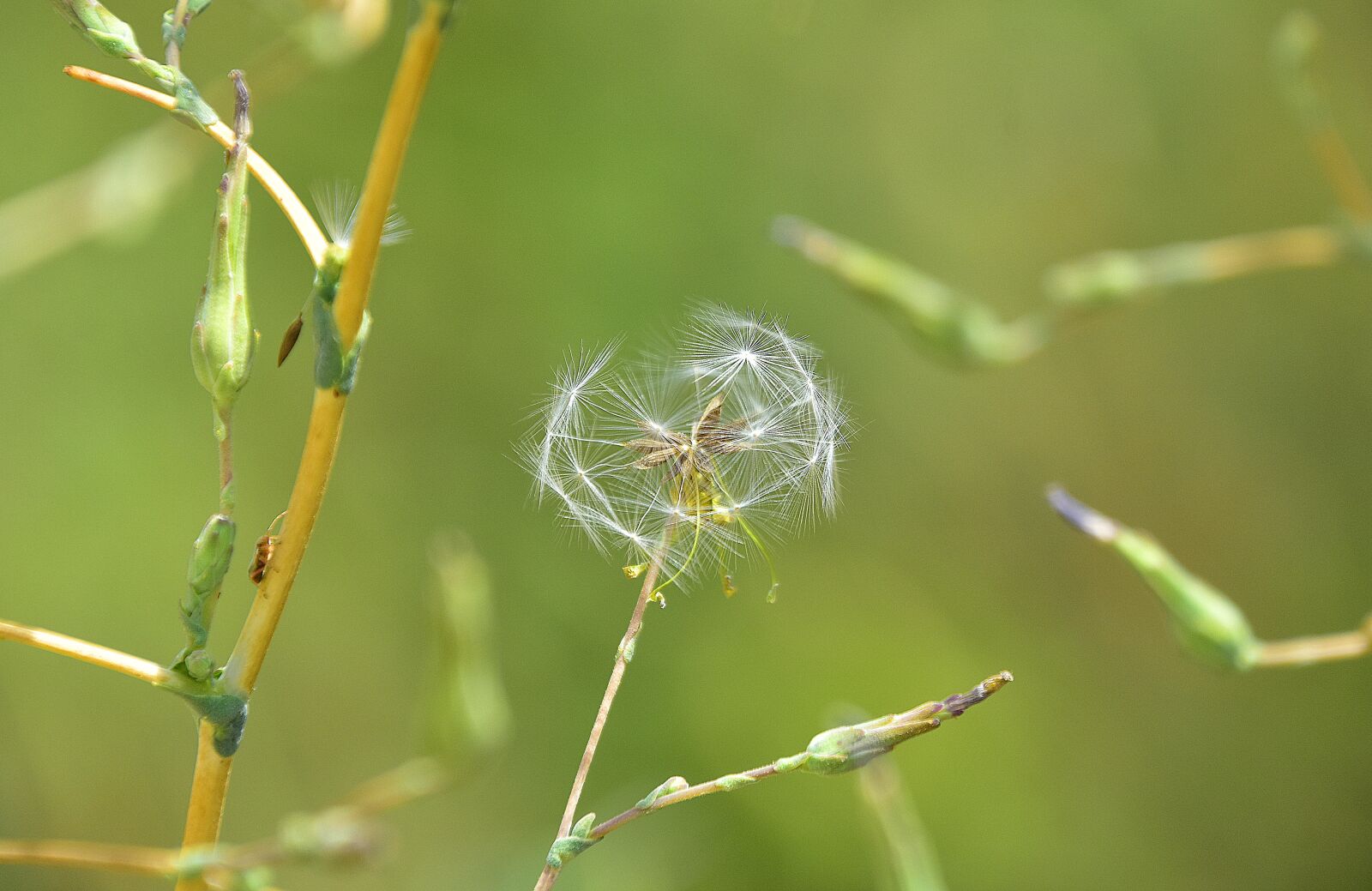 Nikon D7200 sample photo. Flower, nature, plant photography