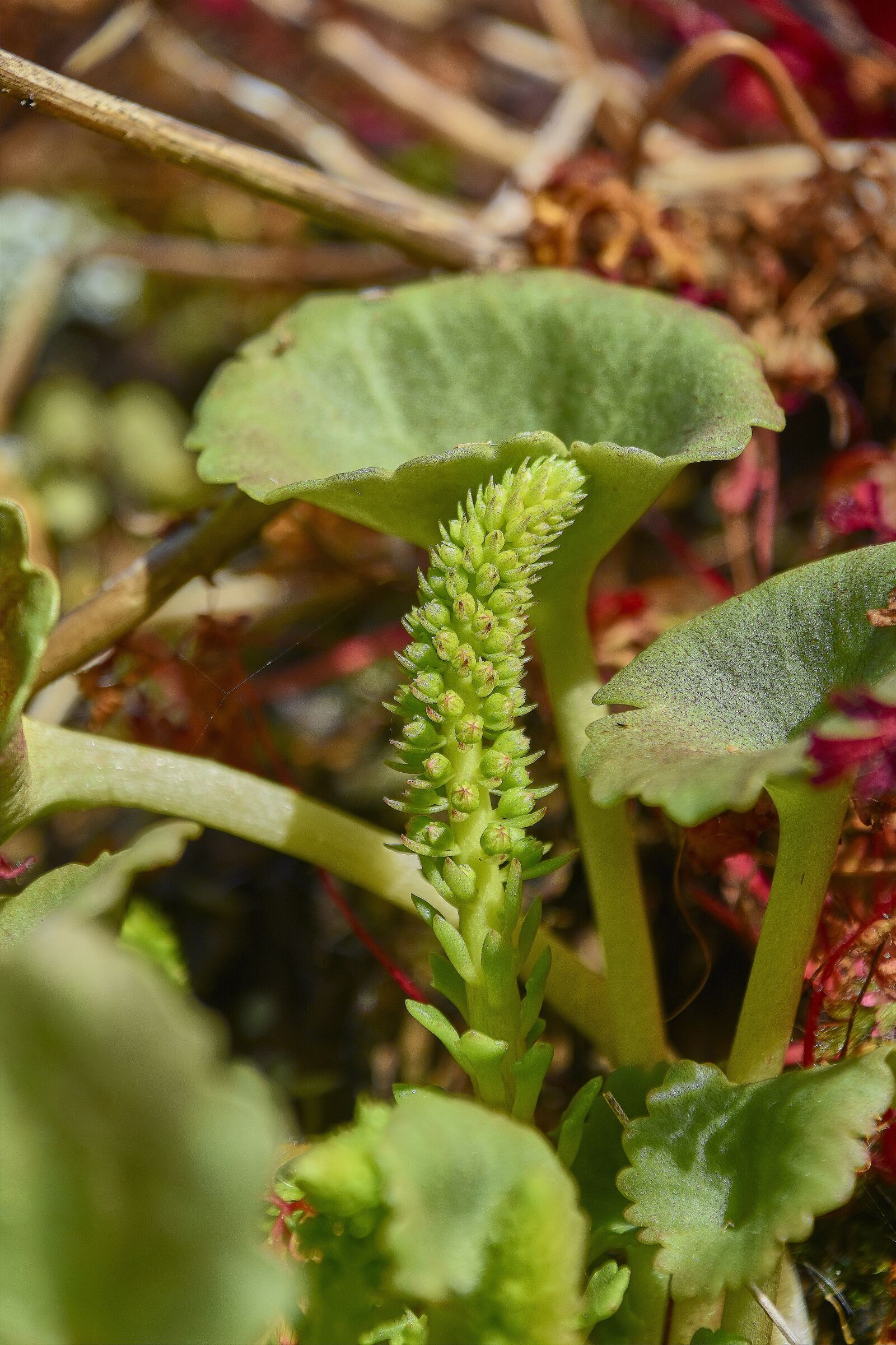 Nikon D7200 sample photo. Flower, garden, wild photography