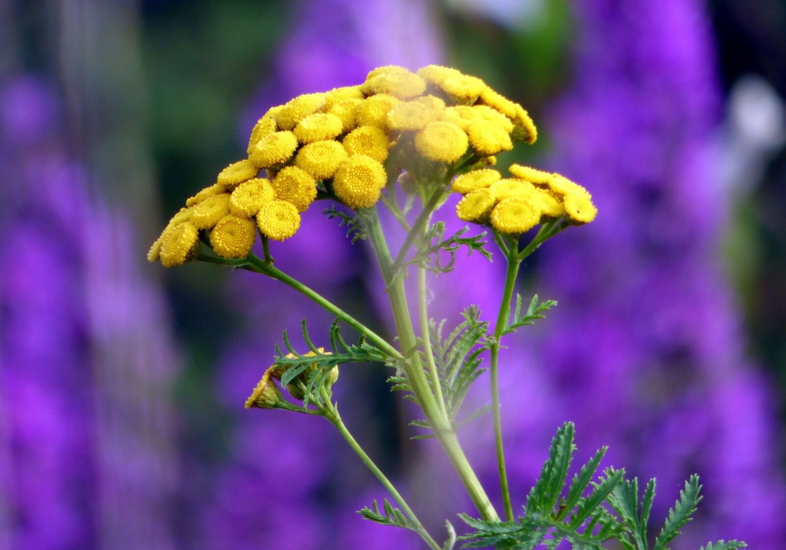 Panasonic DMC-FZ72 sample photo. Flowers, tansy, plants photography