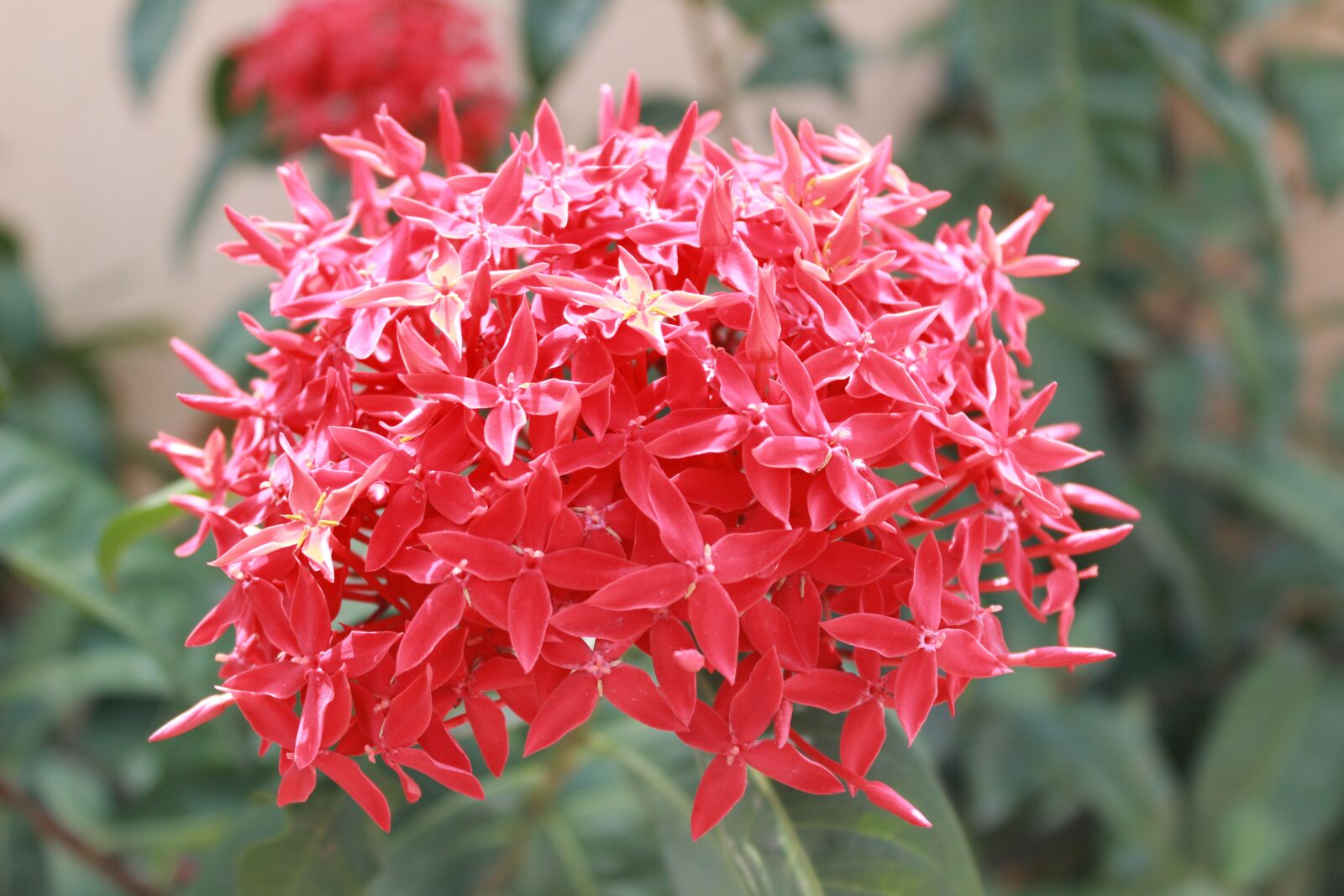 Canon EOS 600D (Rebel EOS T3i / EOS Kiss X5) sample photo. Red, outdoor, garden photography