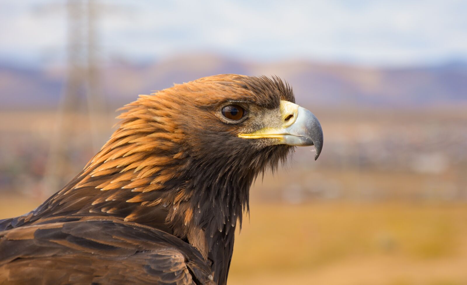 Nikon D5200 sample photo. Eagle, bird, nature photography