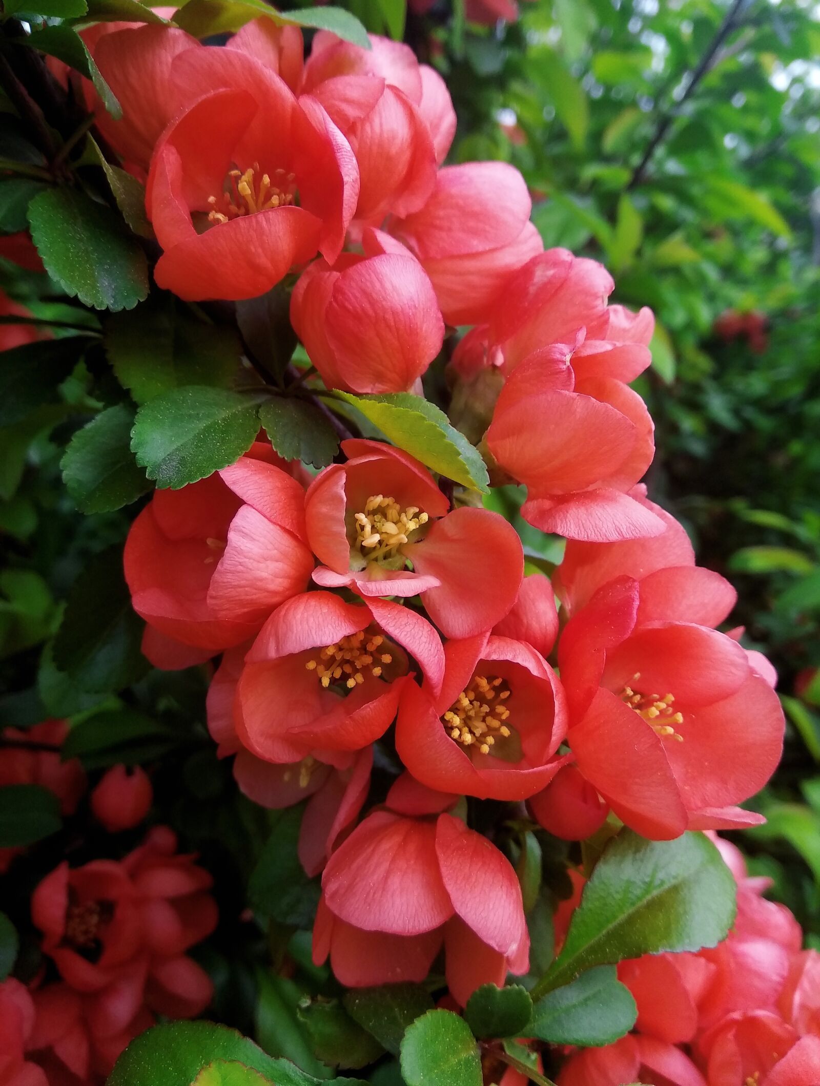 Xiaomi Redmi Note 4 sample photo. Shrub, flowers, inflorescences photography