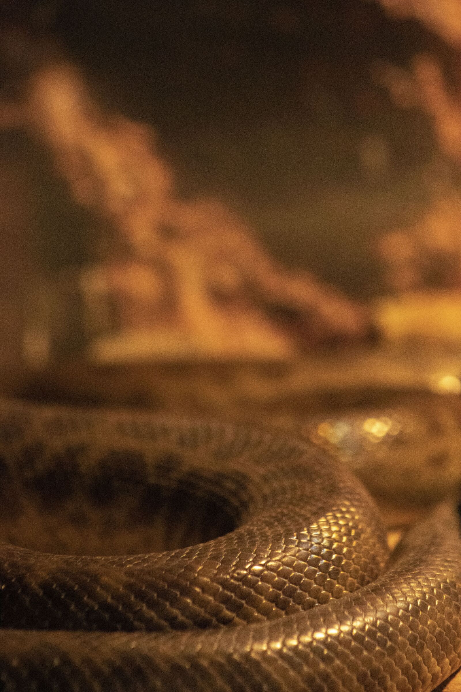 Canon EF75-300mm f/4-5.6 sample photo. Childrens python, python, snake photography