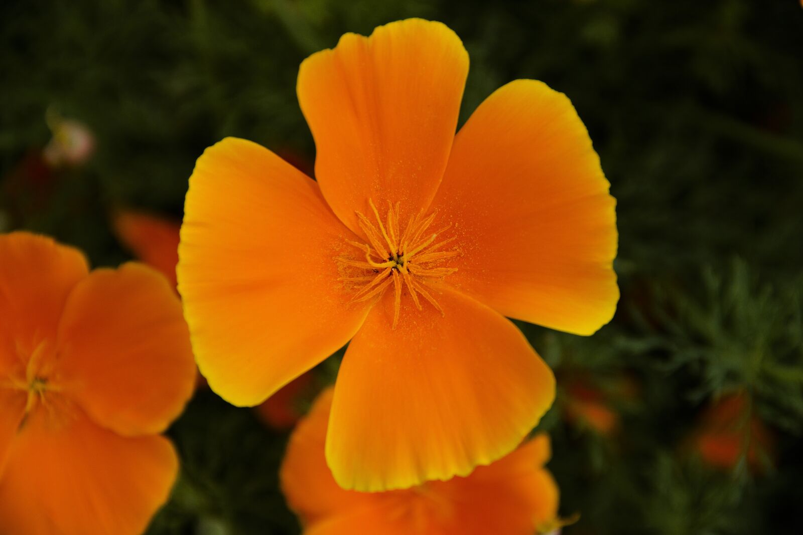 Canon EOS 650D (EOS Rebel T4i / EOS Kiss X6i) sample photo. Macro, flower, bloom photography