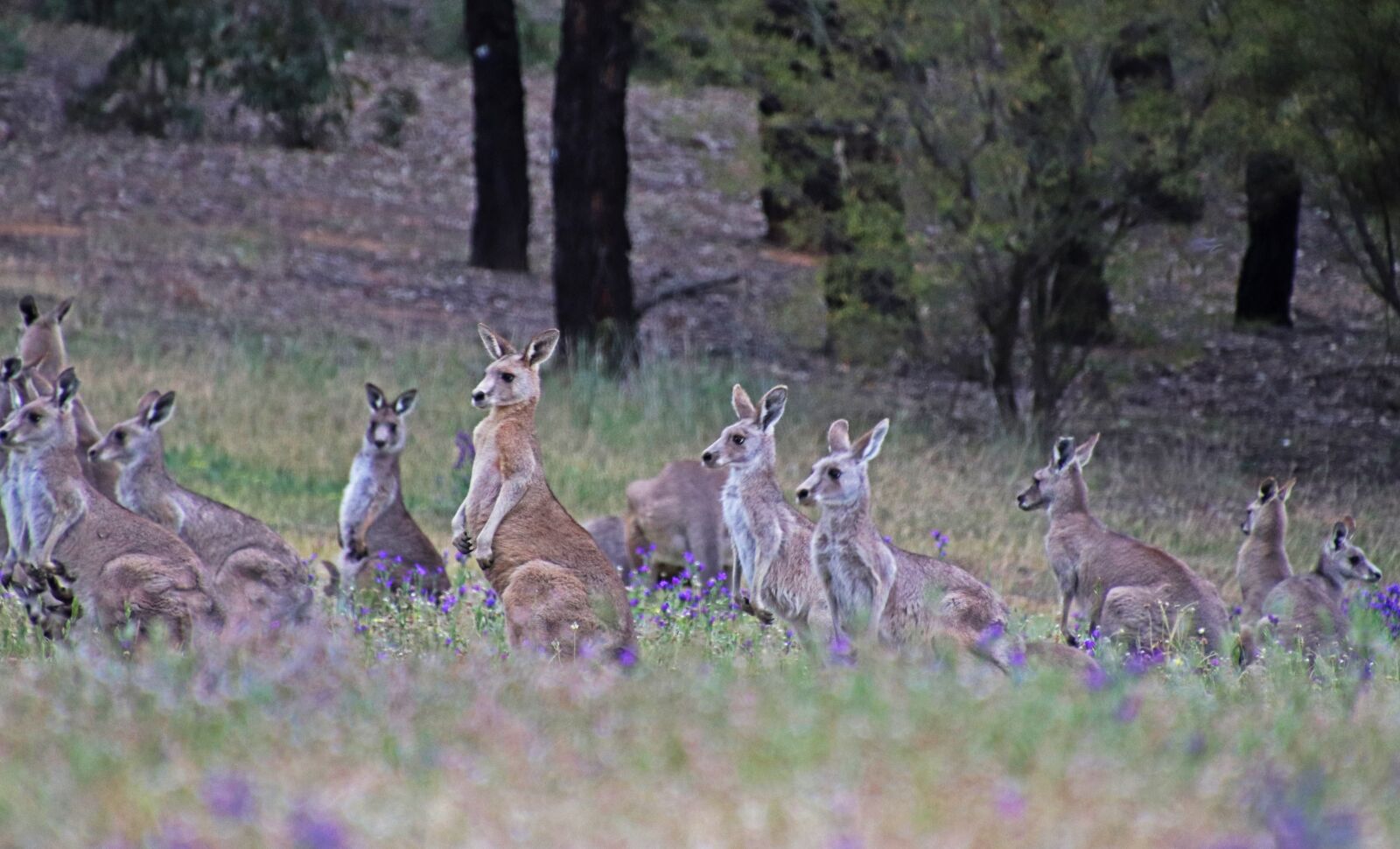 Canon EOS 800D (EOS Rebel T7i / EOS Kiss X9i) sample photo. Kangaroos, wildlife, australian photography