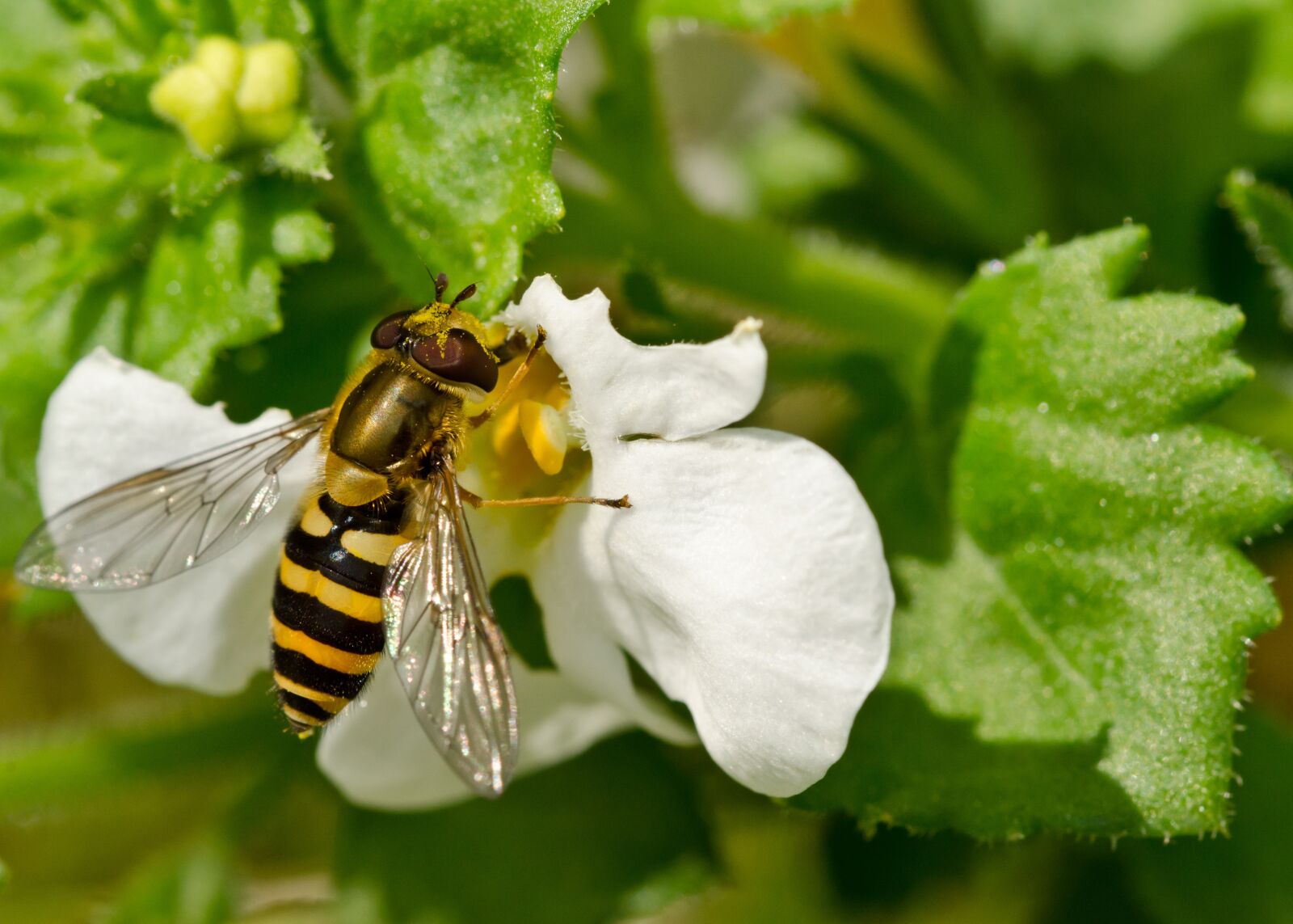 Nikon D7000 sample photo. Bee, insect, flower photography