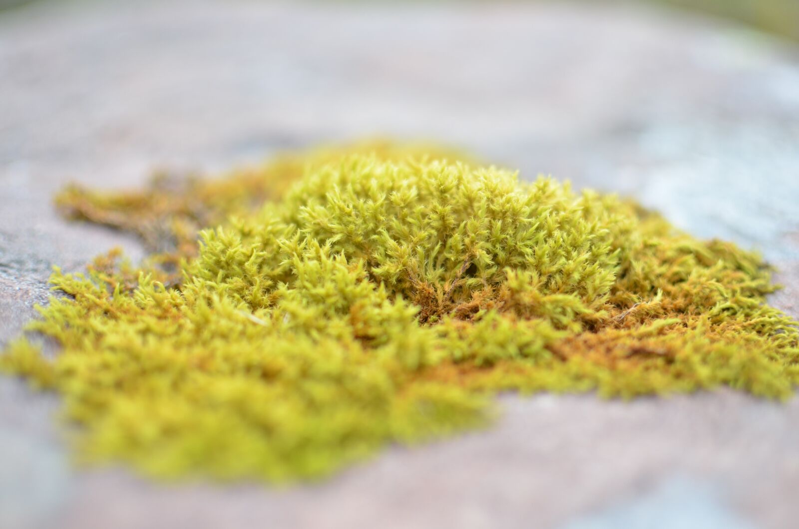 Nikon D5100 sample photo. Scotland, moss, water photography
