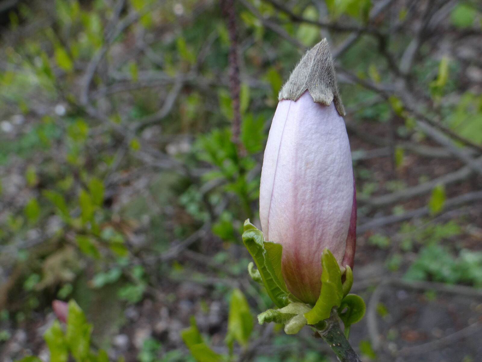 Sony DSC-HX200V sample photo. Magnolia, bud, botanical garden photography