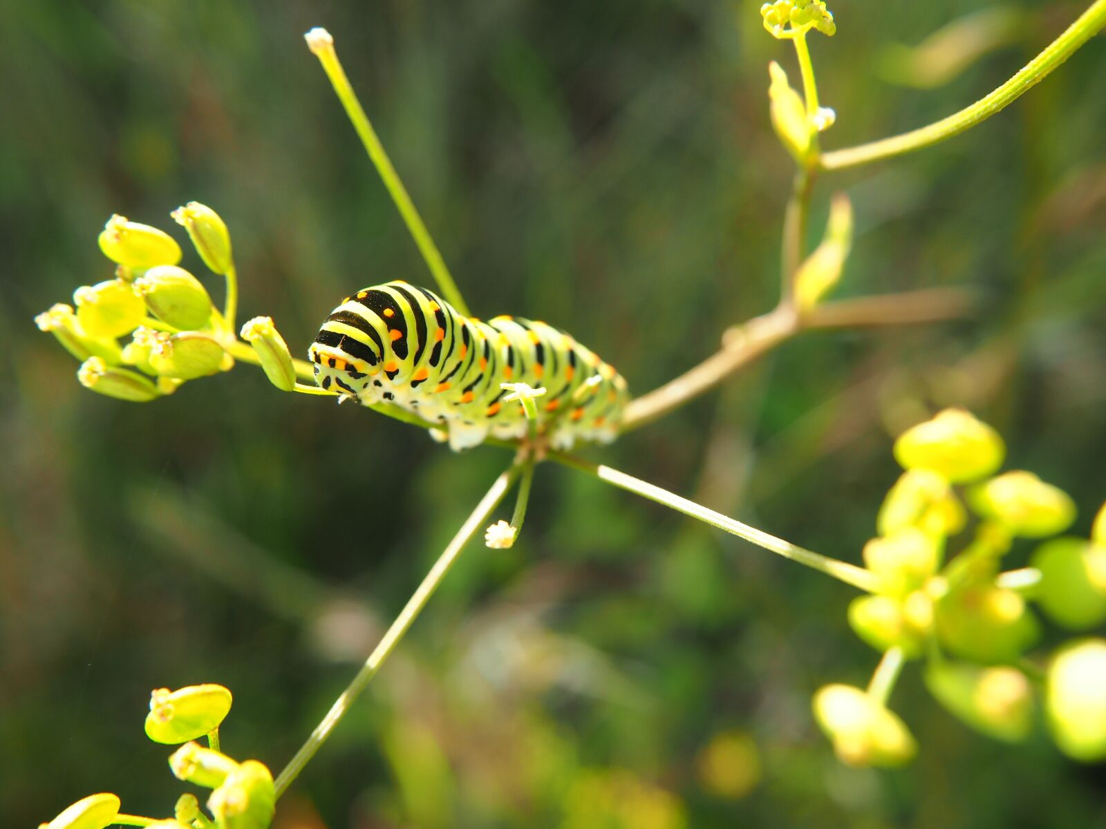 Olympus OM-D E-M10 sample photo. Caterpillar, meadow, nature photography