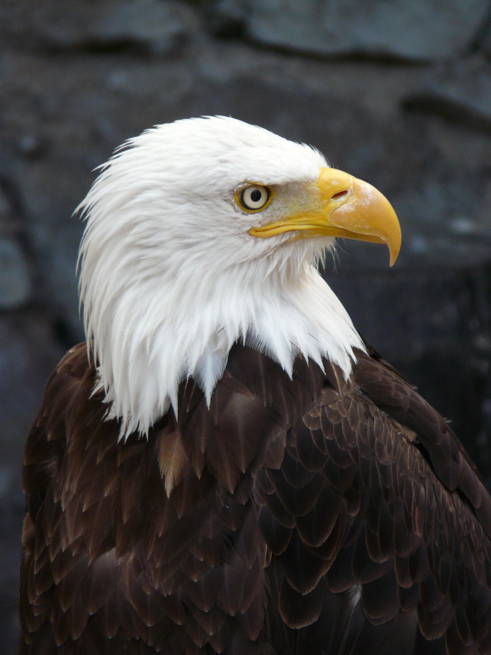 Panasonic DMC-FZ18 sample photo. Raptor, eagle, fish eagle photography