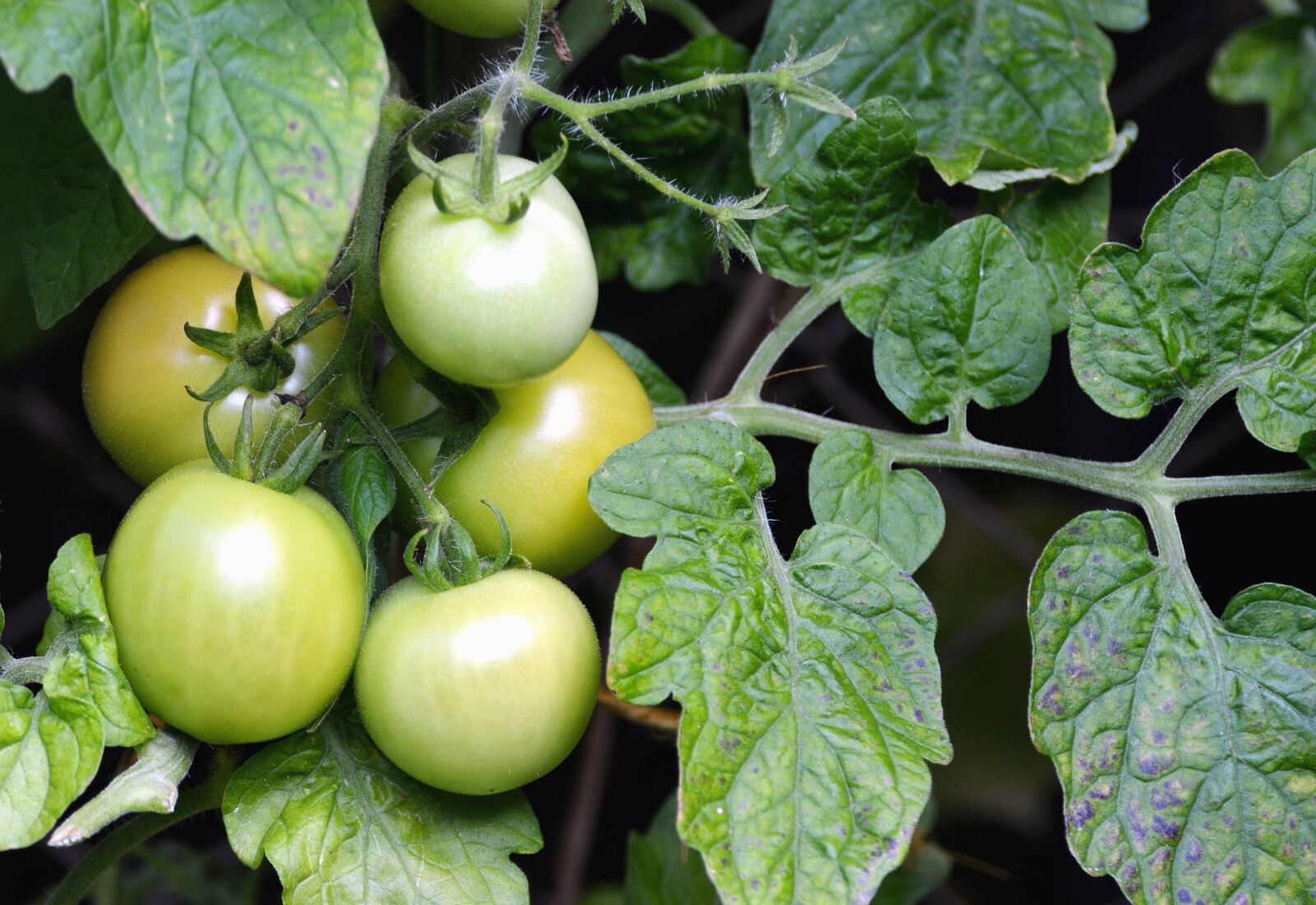 Nikon D5200 sample photo. Haulm, tomato, green, leaf photography