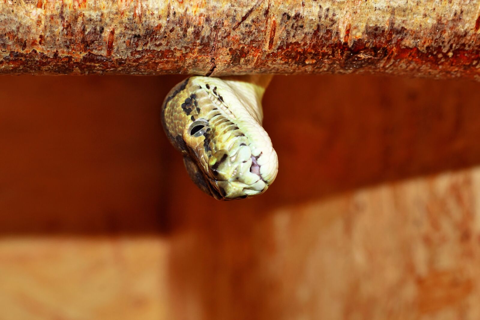 Sony SLT-A68 sample photo. Snake, portrait, carpet python photography