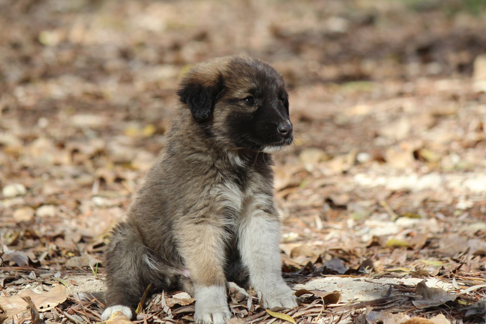 Canon EF-S 55-250mm F4-5.6 IS II sample photo. Puppy, black dog, nature photography