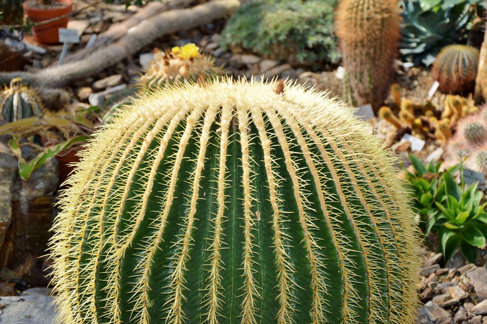 Nikon D3200 sample photo. Cactus, spur, green photography