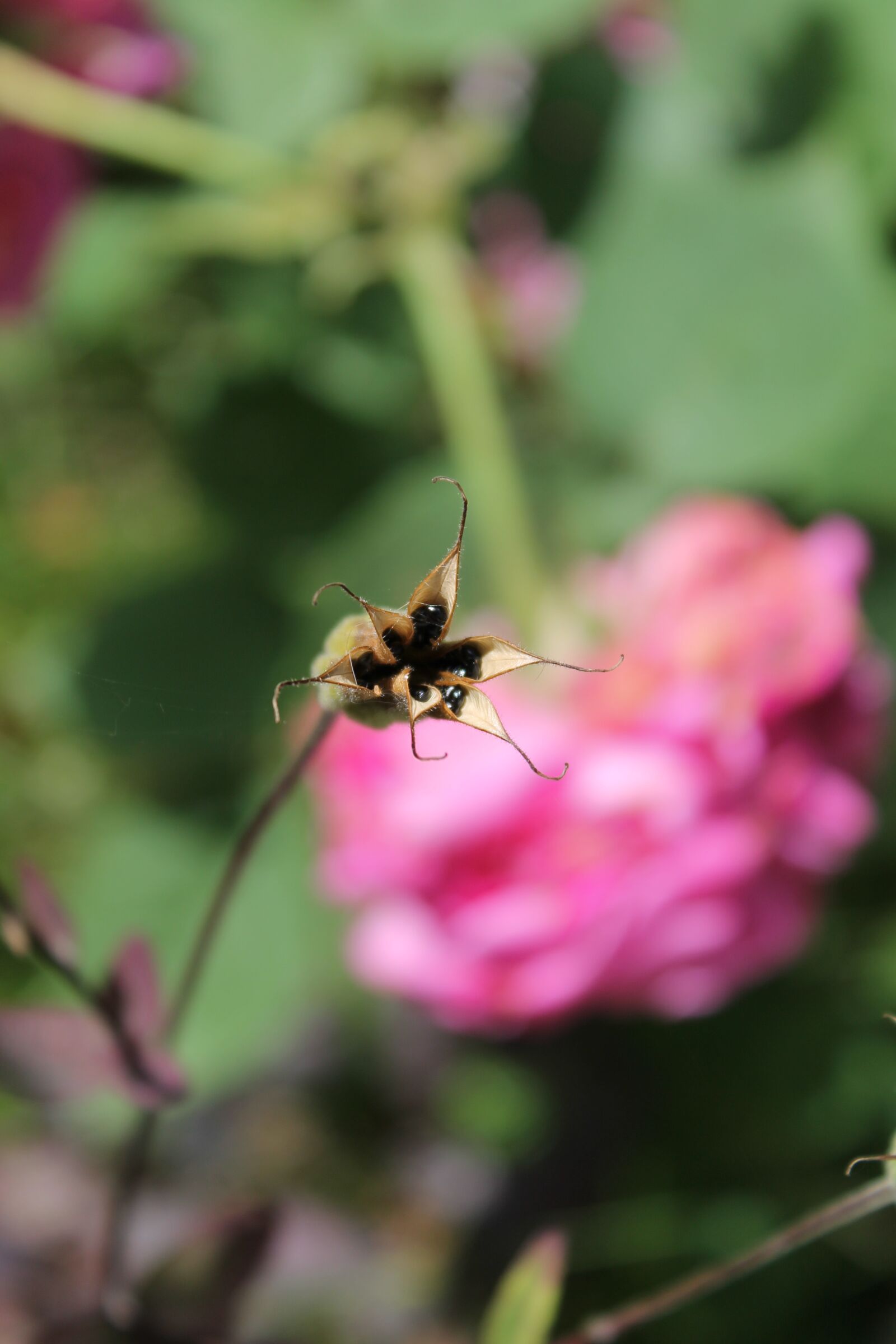 Canon EOS 1100D (EOS Rebel T3 / EOS Kiss X50) sample photo. Flower, nature, crown photography