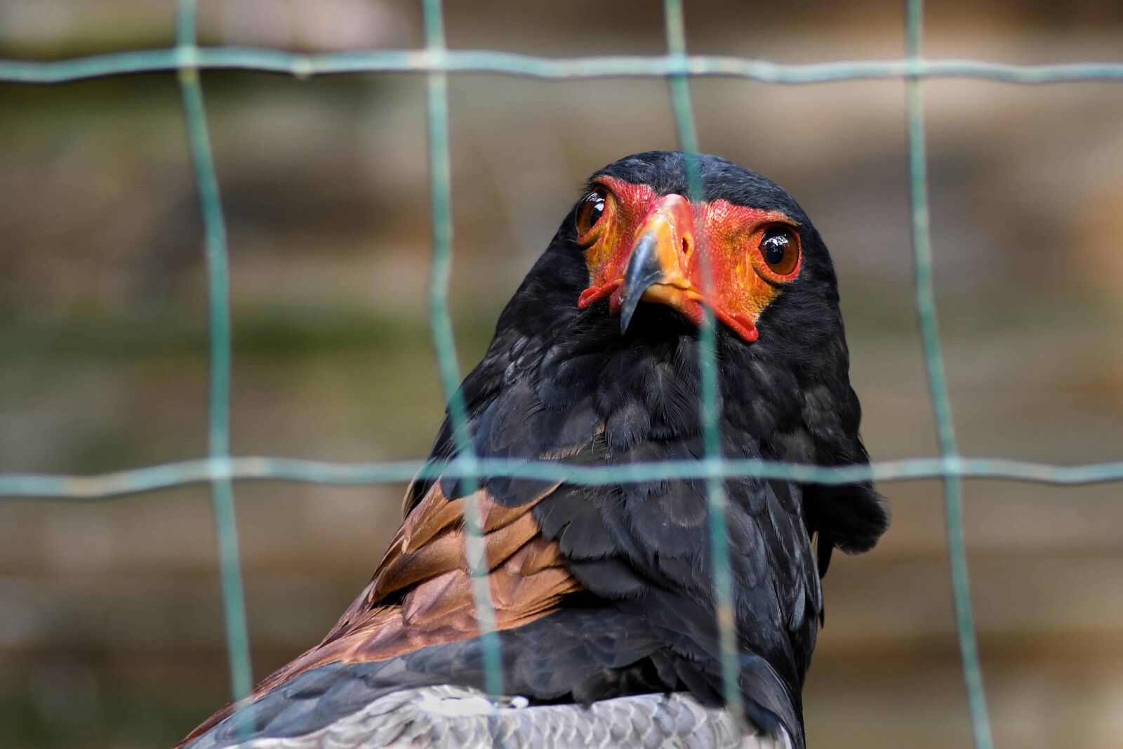 Nikon D500 sample photo. Nature, cage, bird, animal photography