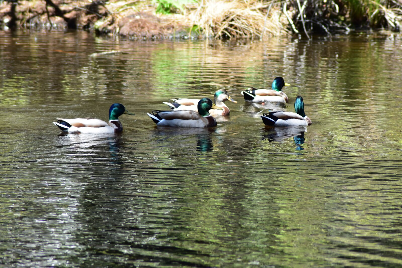 Nikon D3400 sample photo. Ducks, pond, nature photography