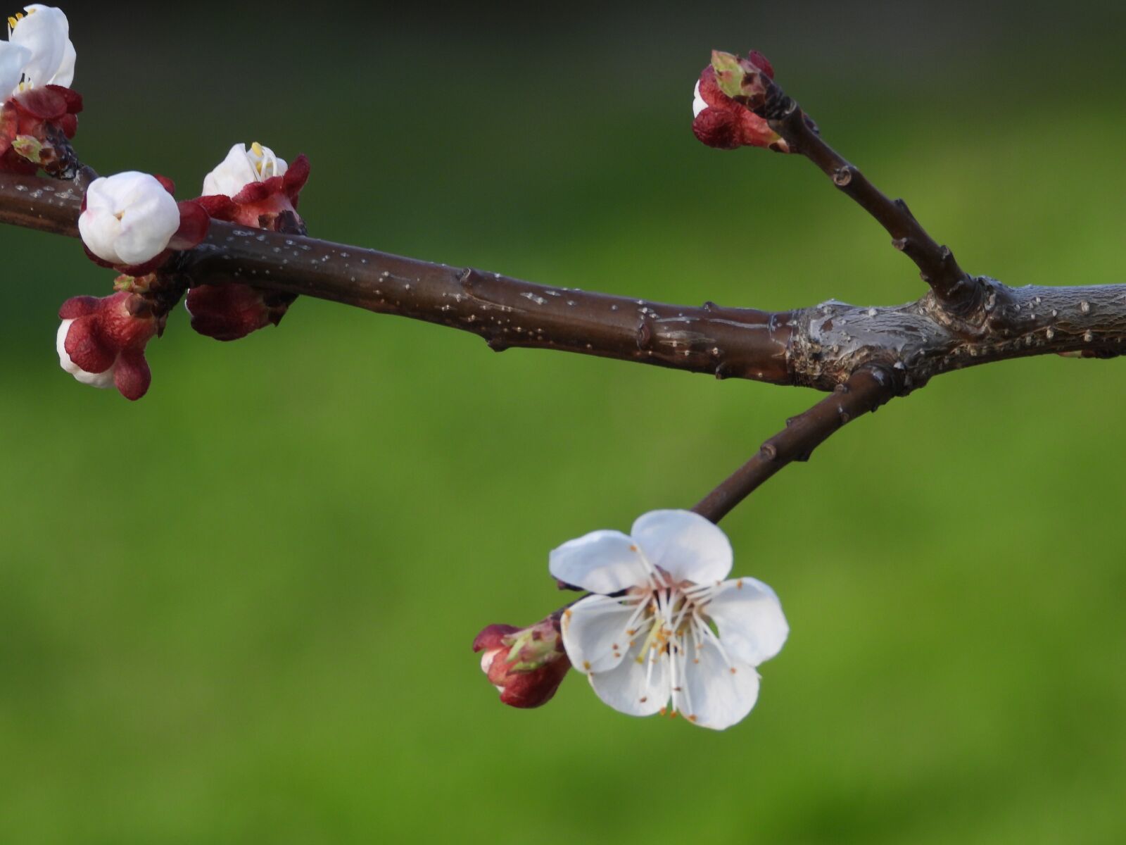 Nikon Coolpix P1000 sample photo. Sprig, flowering, spring photography