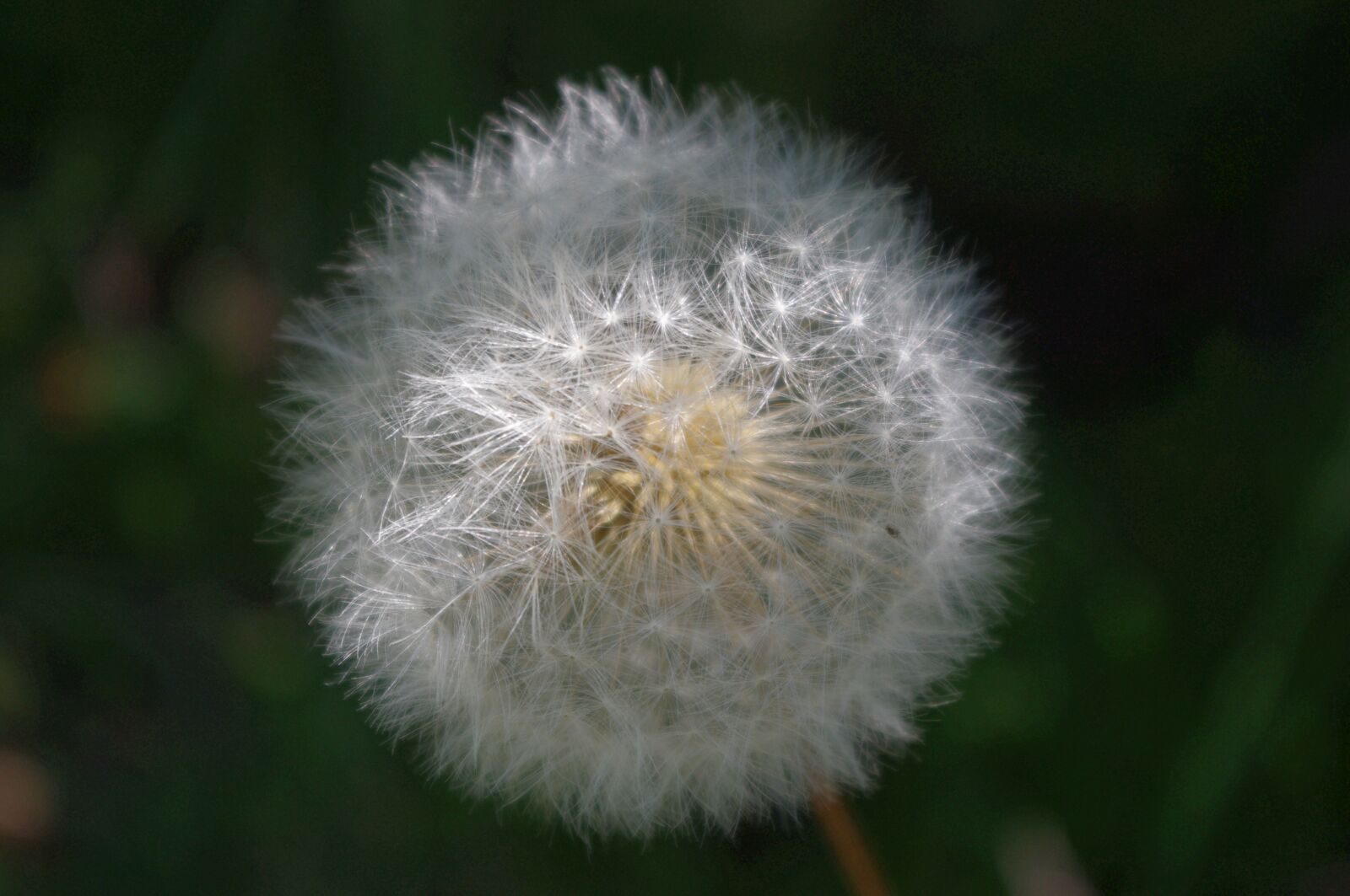 Pentax K-x sample photo. Dandelion, seeds, nature photography