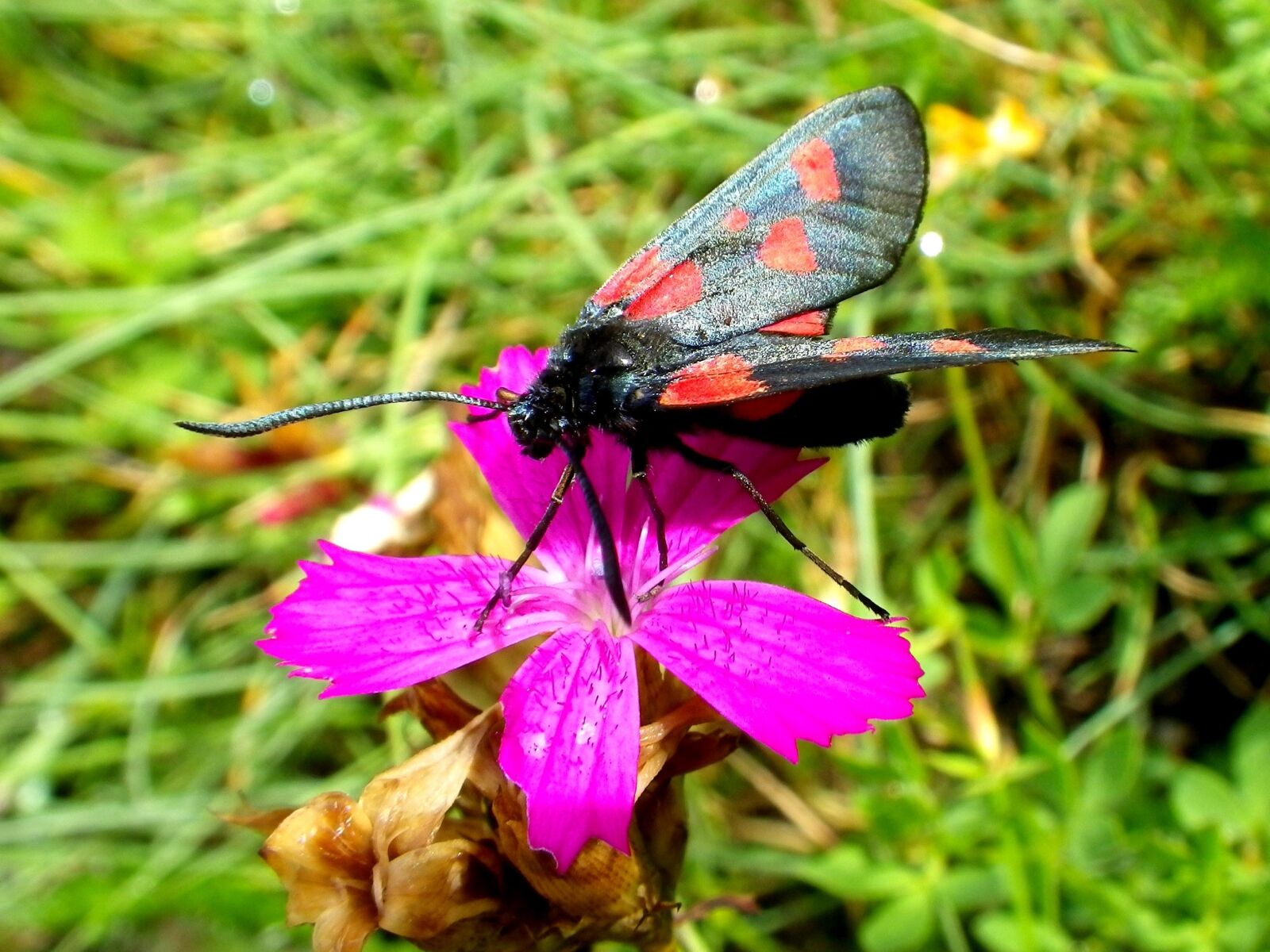 Pentax Optio W90 sample photo. Drexel, burnet, insect photography