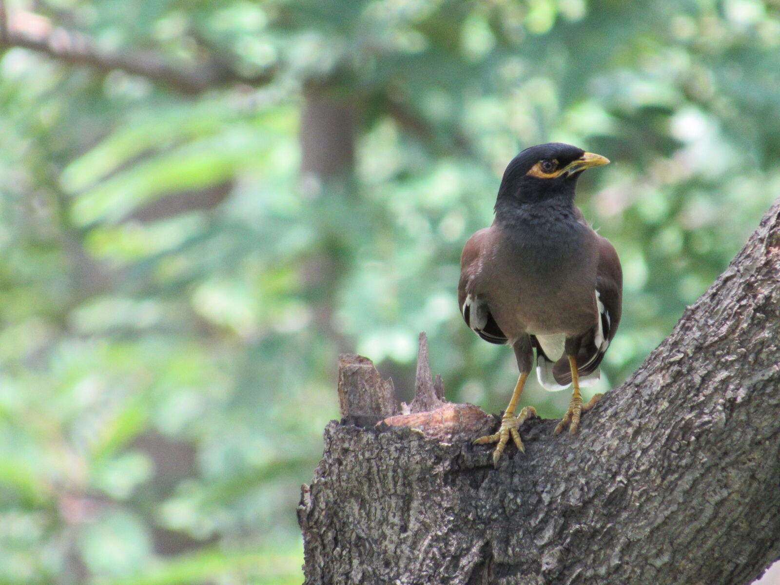 Canon PowerShot SX530 HS sample photo. Bird photography
