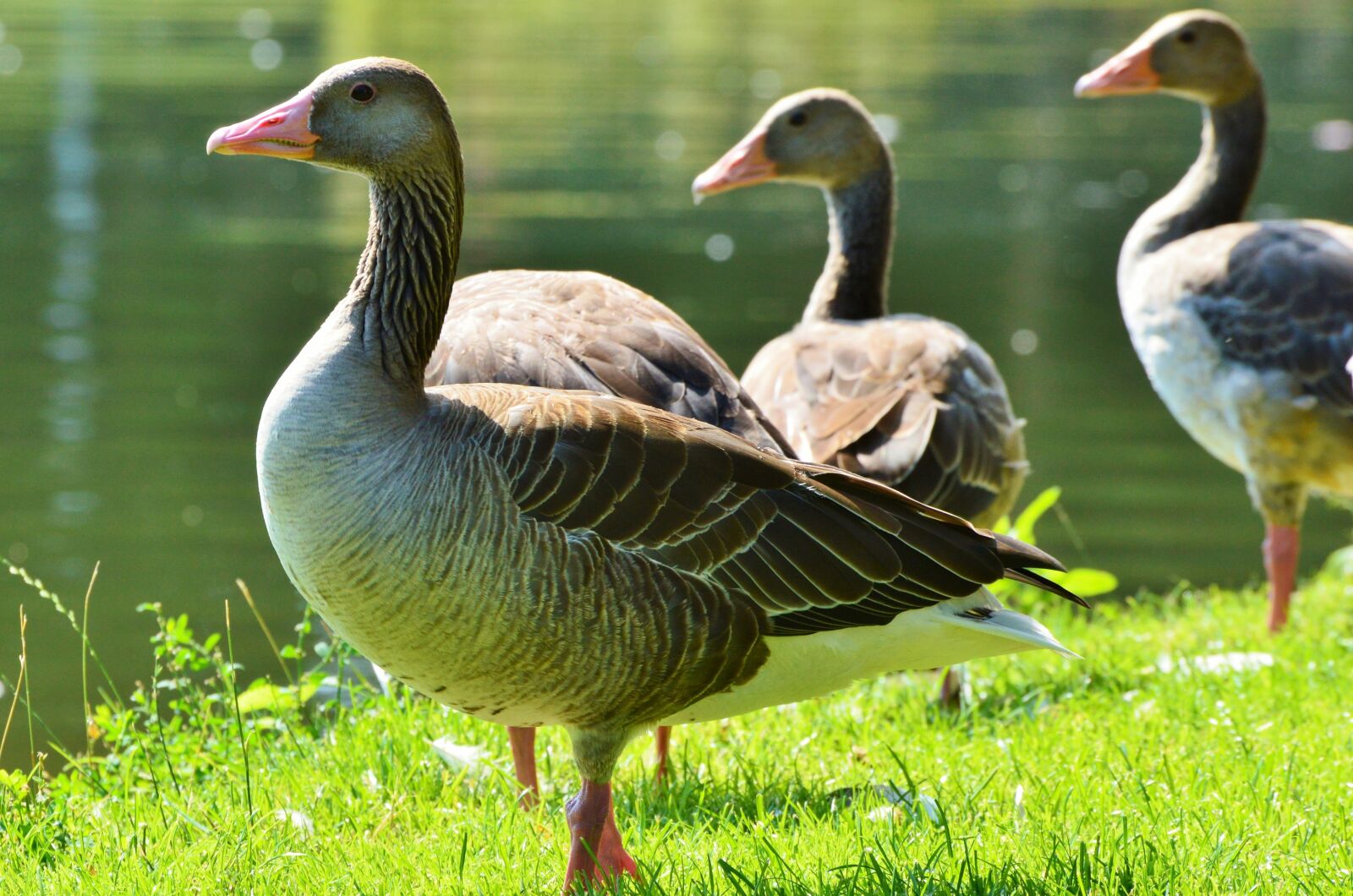 Nikon D3200 sample photo. Wild goose, goose, greylag photography
