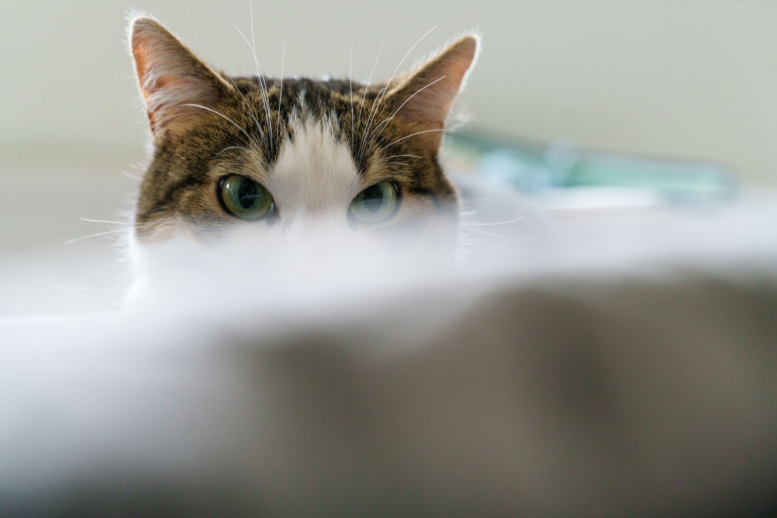 Sony a7CR sample photo. Cat watching photography