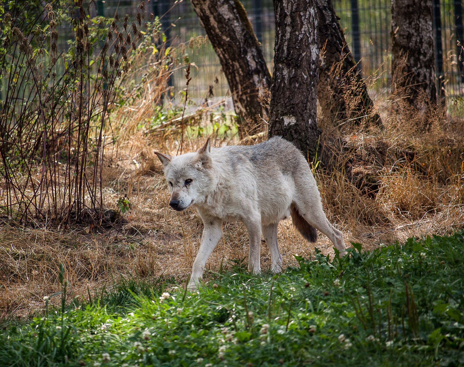 Canon EOS 50D + Canon EF-S 55-250mm F4-5.6 IS STM sample photo. Wolf, predator, animal photography