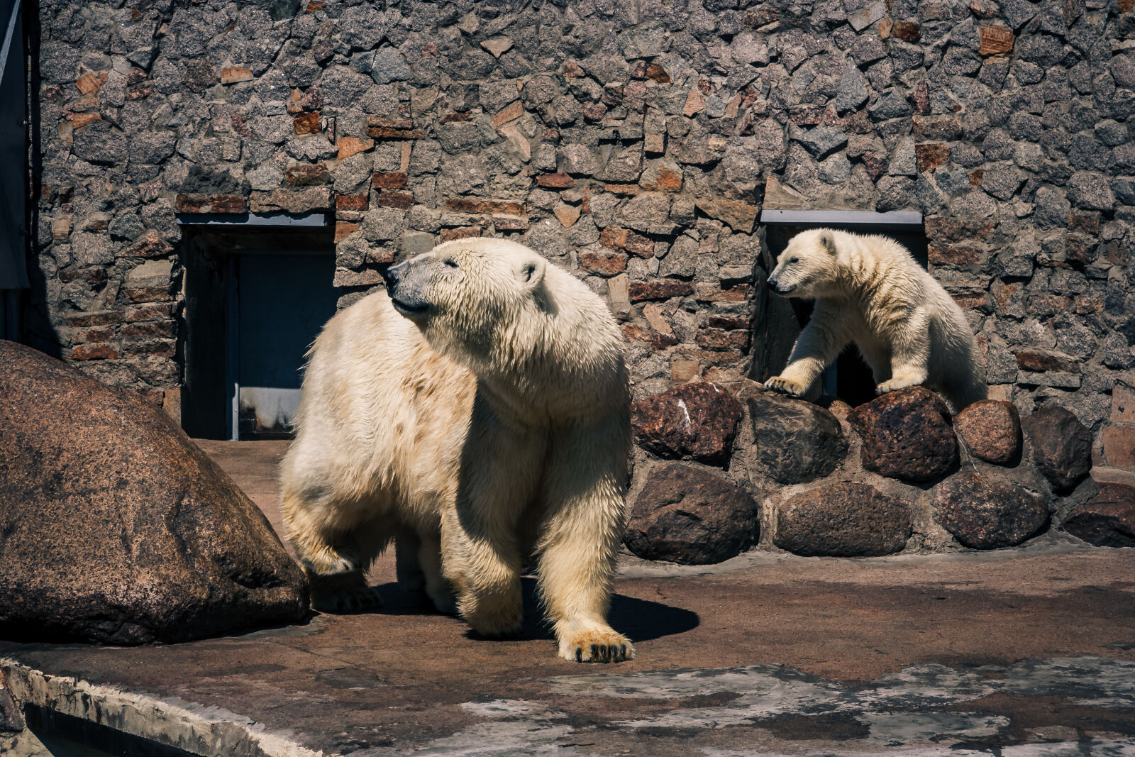 Canon EF-S 17-85mm F4-5.6 IS USM sample photo. Bear, cub, teddy, bear photography