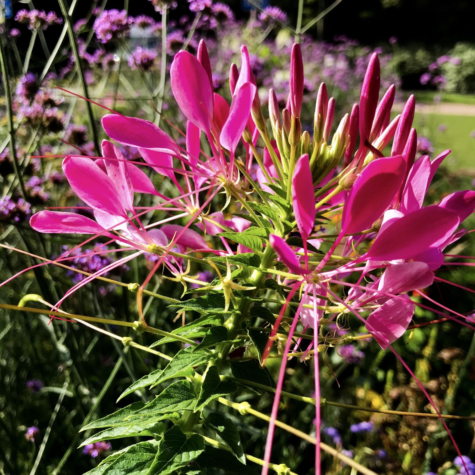 iPhone 7 back camera 3.99mm f/1.8 sample photo. Tarenaya hassleriana, spider flower photography