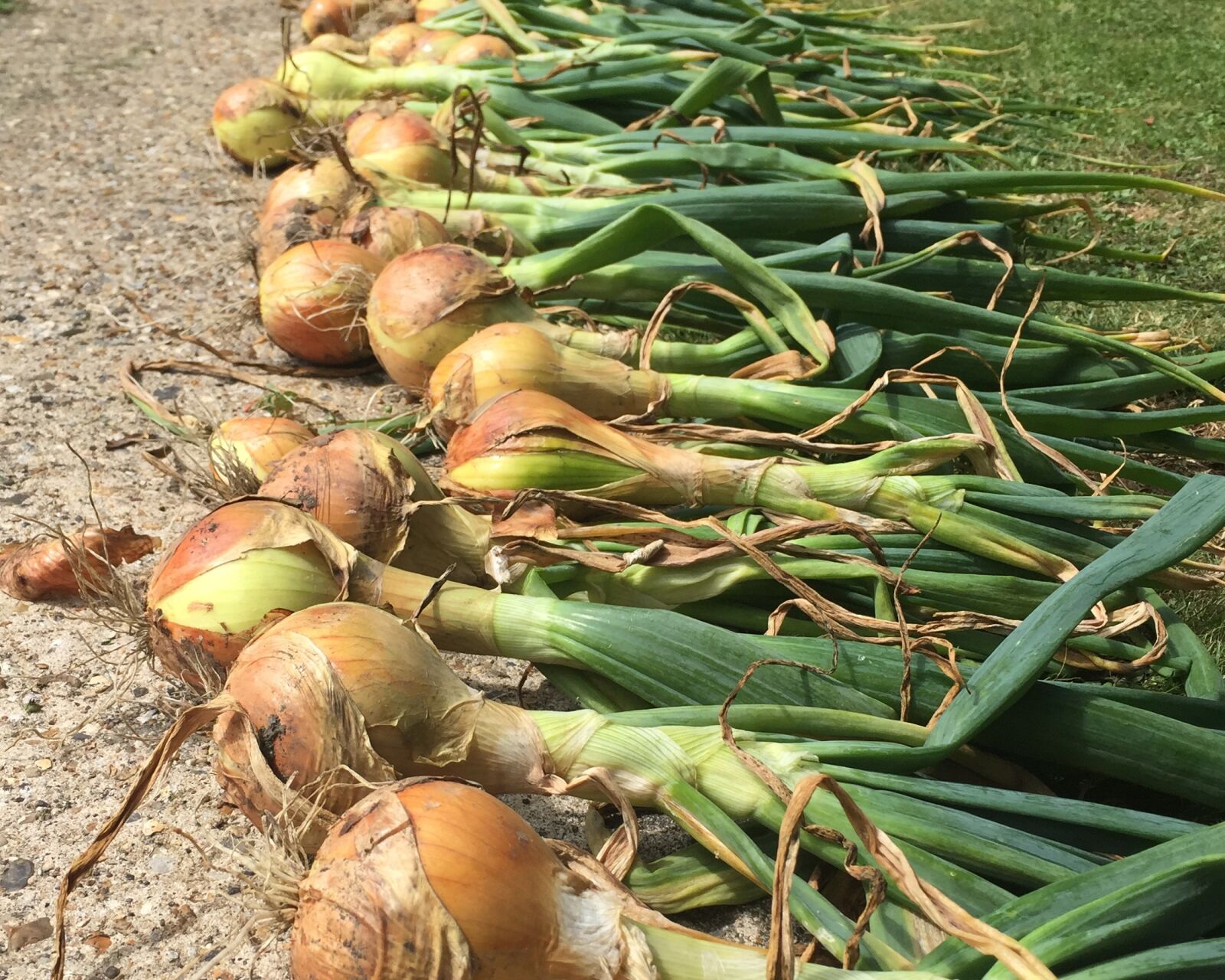 Apple iPhone 6 sample photo. Onions, vegetables, homegrown photography