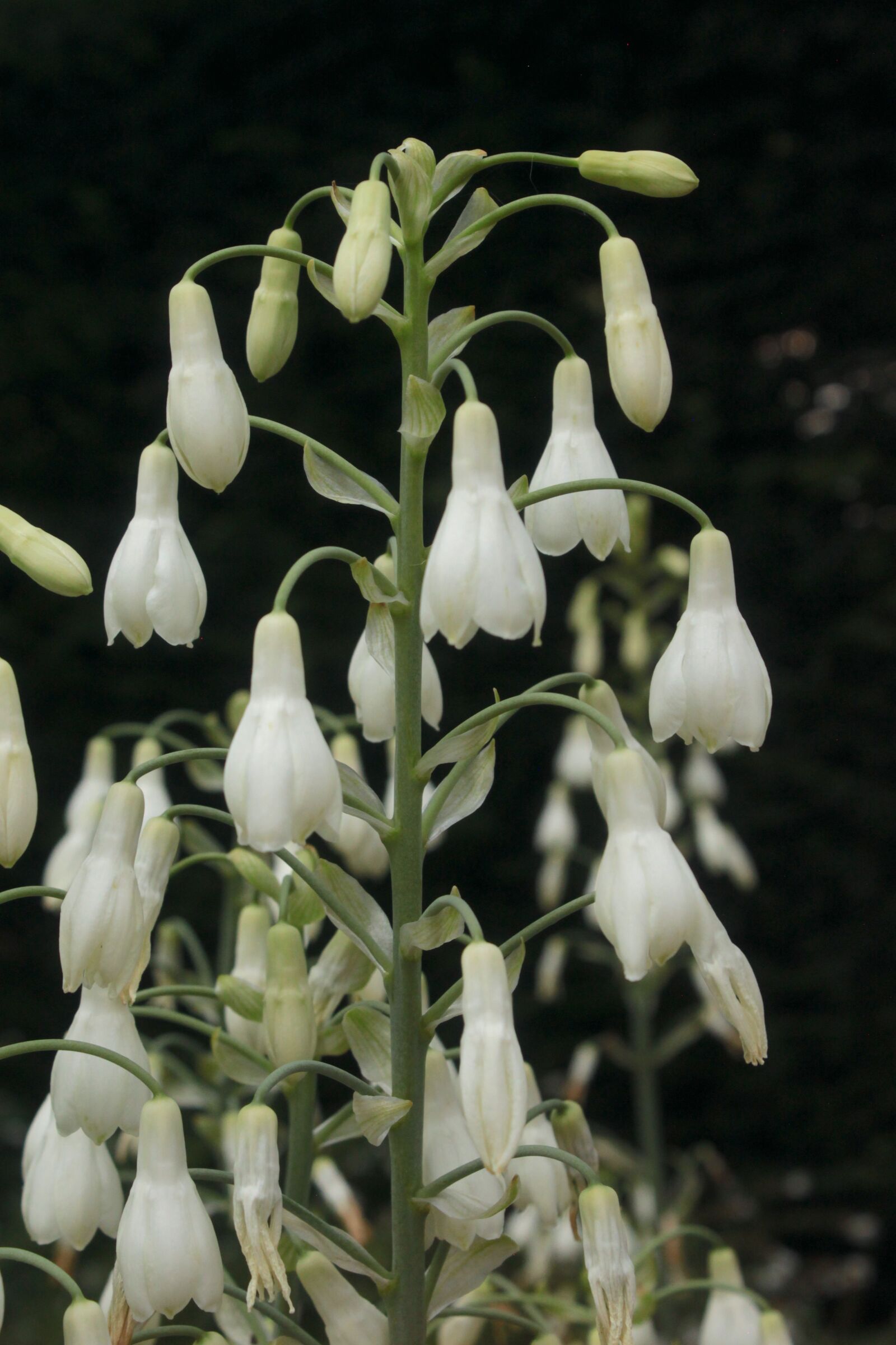 Canon EOS 500D (EOS Rebel T1i / EOS Kiss X3) sample photo. Flowers, nature, garden photography