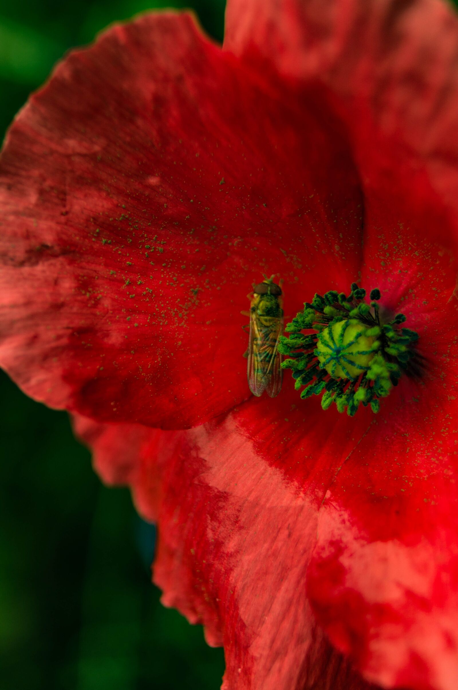 Sony SLT-A37 sample photo. Close up, insect, blossom photography